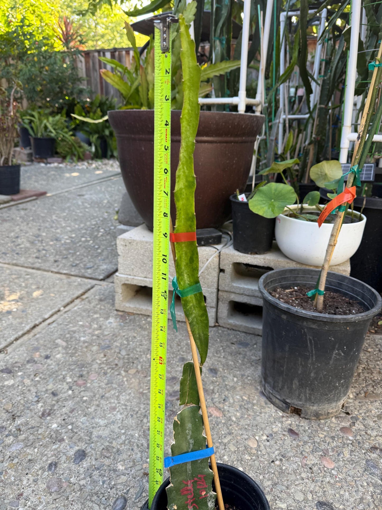 Stella (Don Burnett ‘s hybrid) grafted dragon fruit live plant