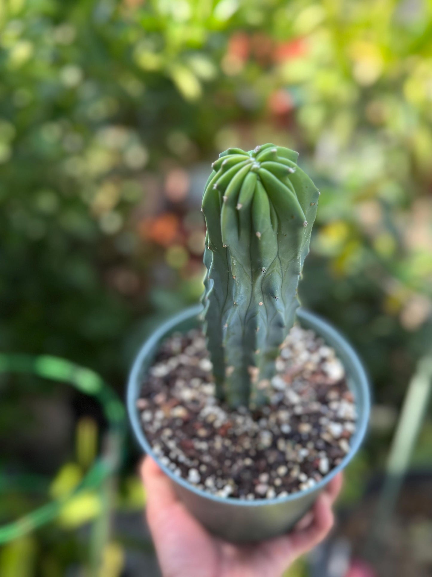 Myrtillocactus geometrizans ‘Blue Candle Cactus’, Live Plant