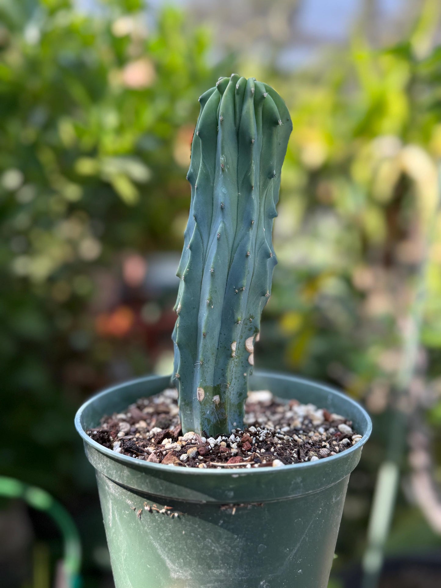 Myrtillocactus geometrizans ‘Blue Candle Cactus’, Live Plant