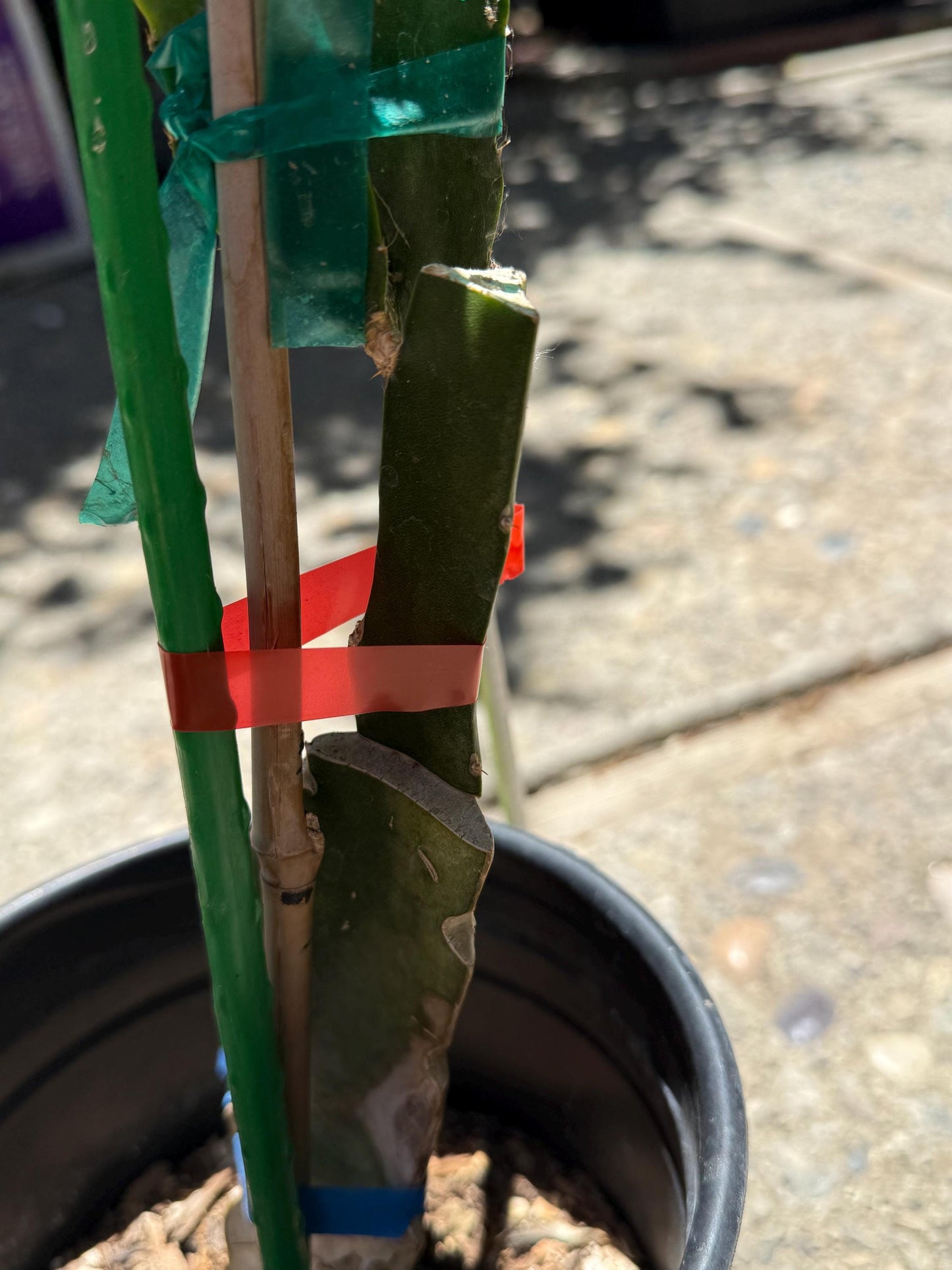 Amelie (Don Burnett ‘s hybrid) grafted dragon fruit live plant