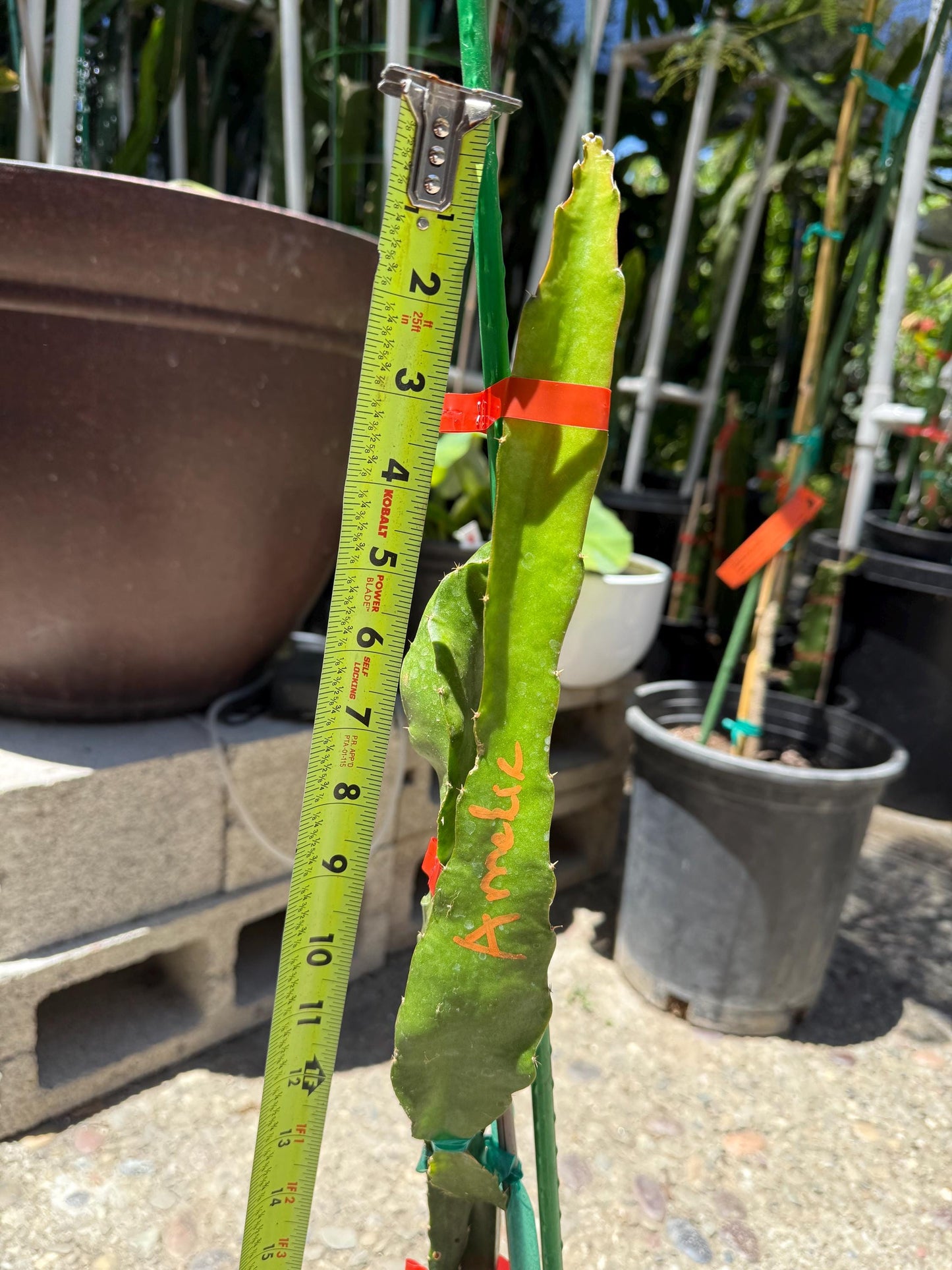 Amelie (Don Burnett ‘s hybrid) grafted dragon fruit live plant