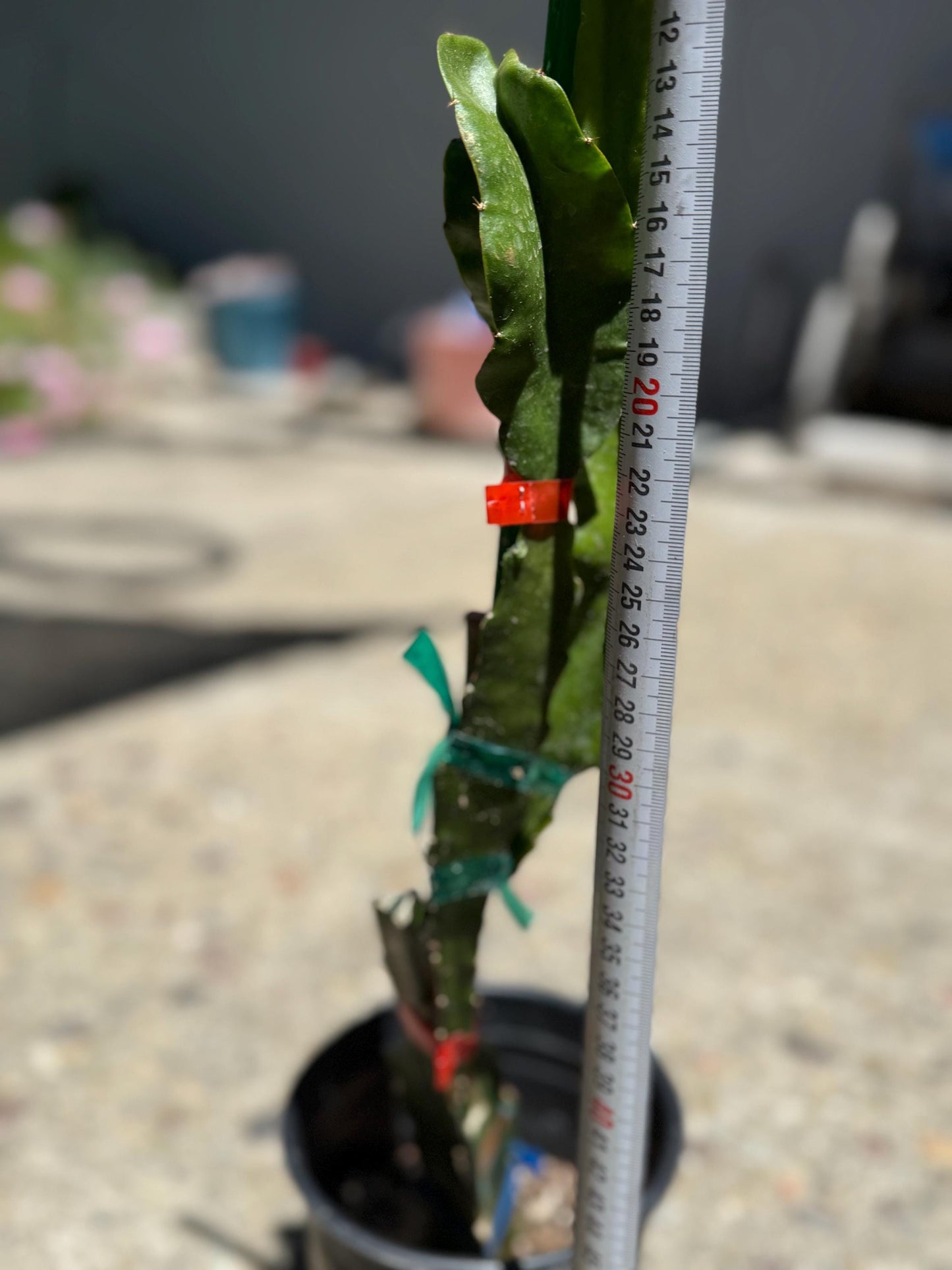 Amelie (Don Burnett ‘s hybrid) grafted dragon fruit live plant