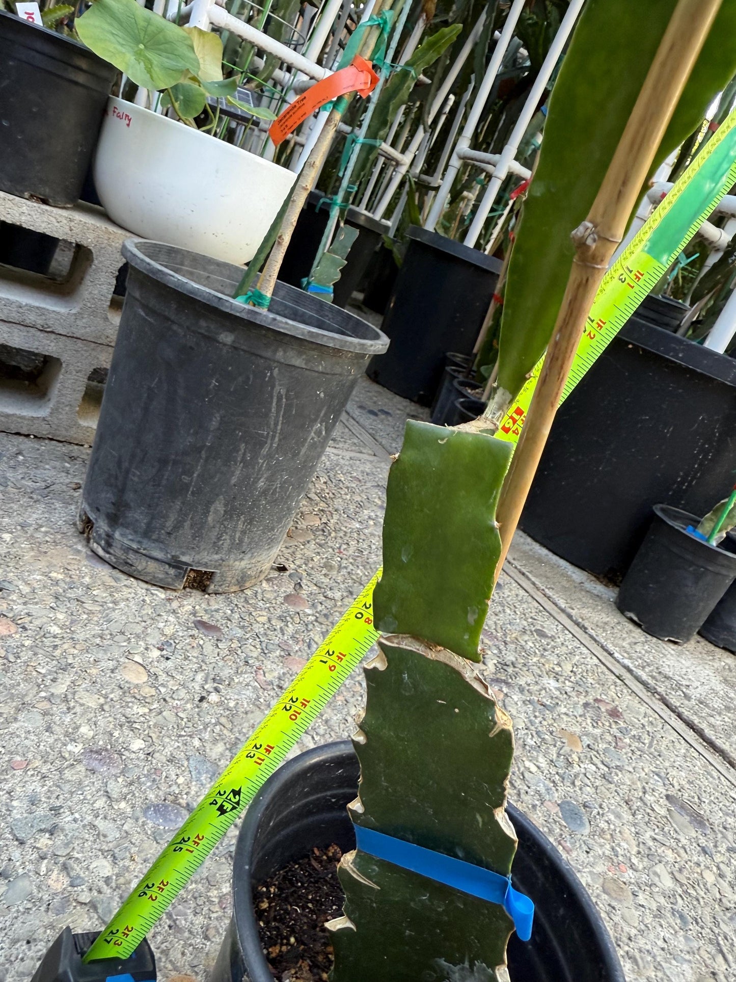 Stella (Don Burnett ‘s hybrid) grafted dragon fruit live plant
