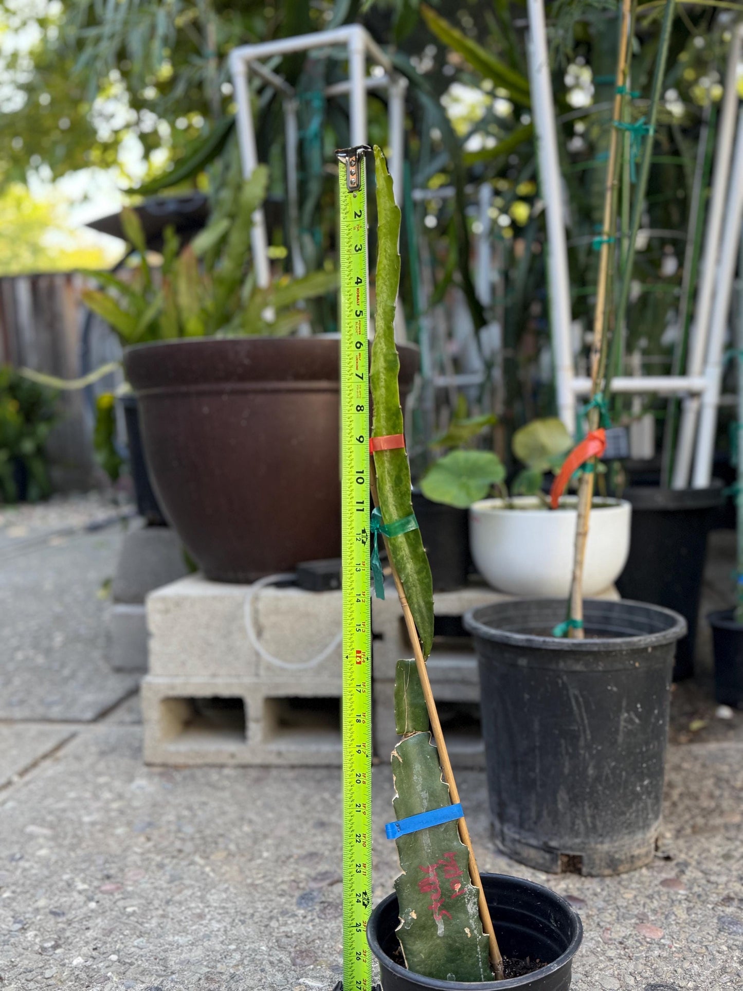 Stella (Don Burnett ‘s hybrid) grafted dragon fruit live plant