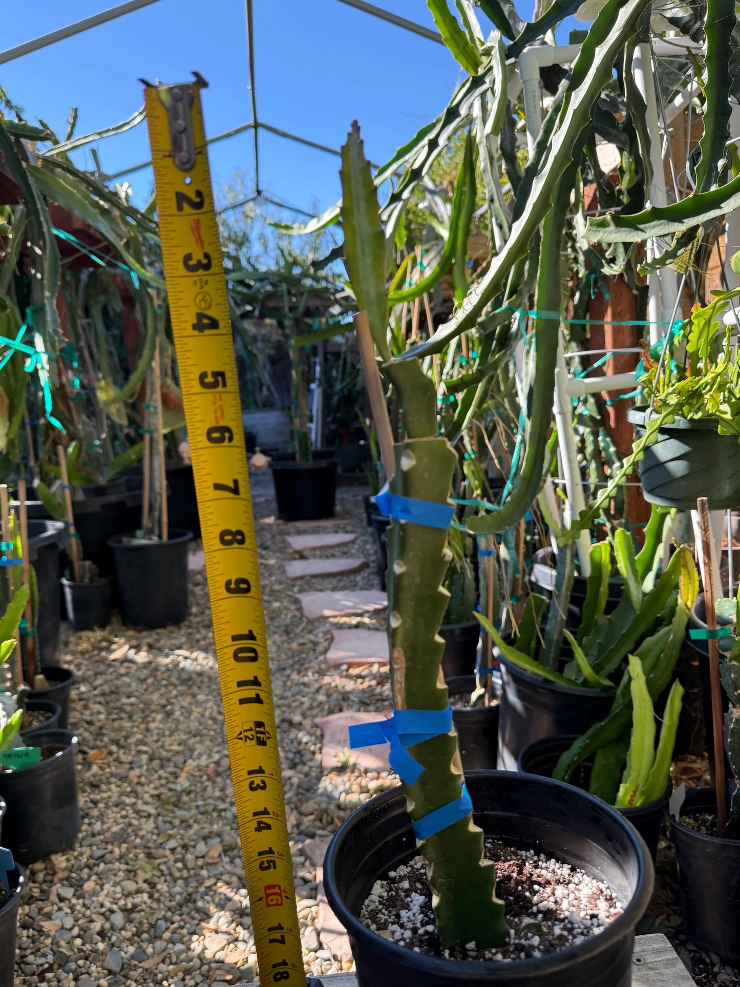 Jasmine (Don Burnett's hybrid) grafted dragon fruit live plant (A)
