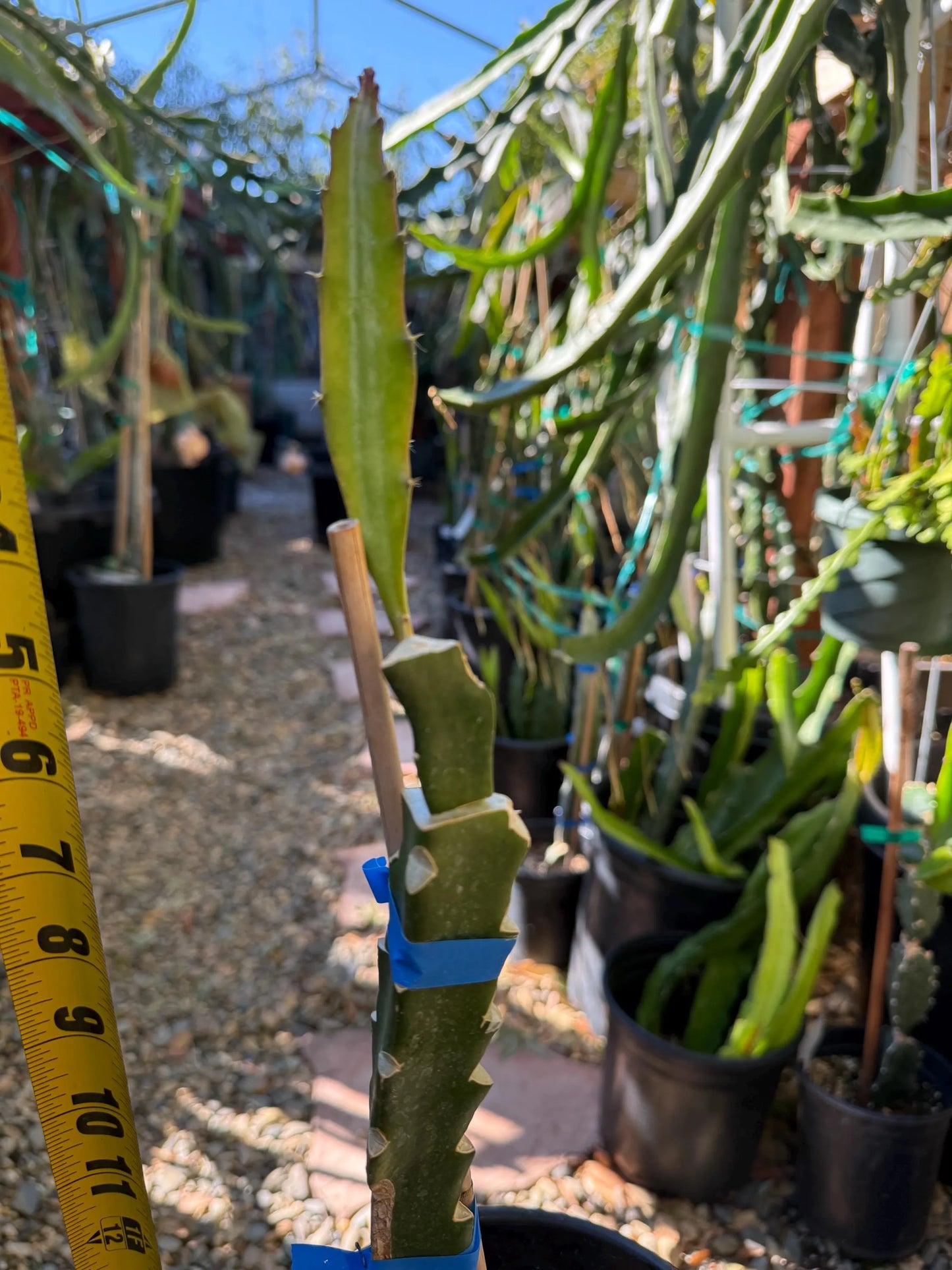 Jasmine (Don Burnett's hybrid) grafted dragon fruit live plant (A)