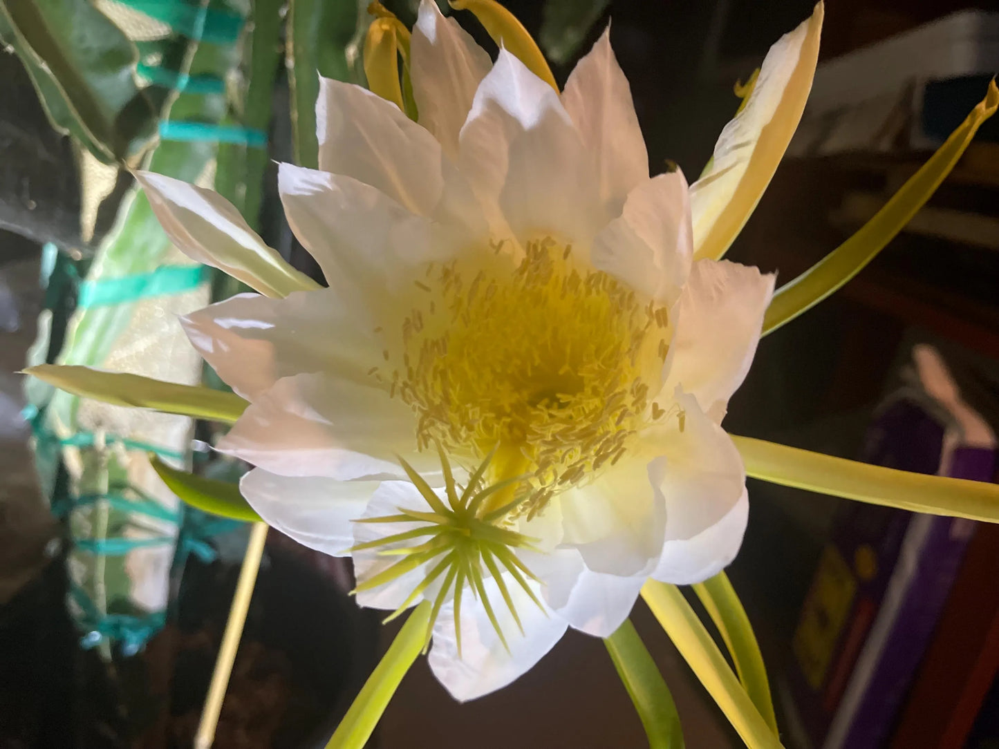 Maui Dragon Dragon Fruit live cuttings 12" long