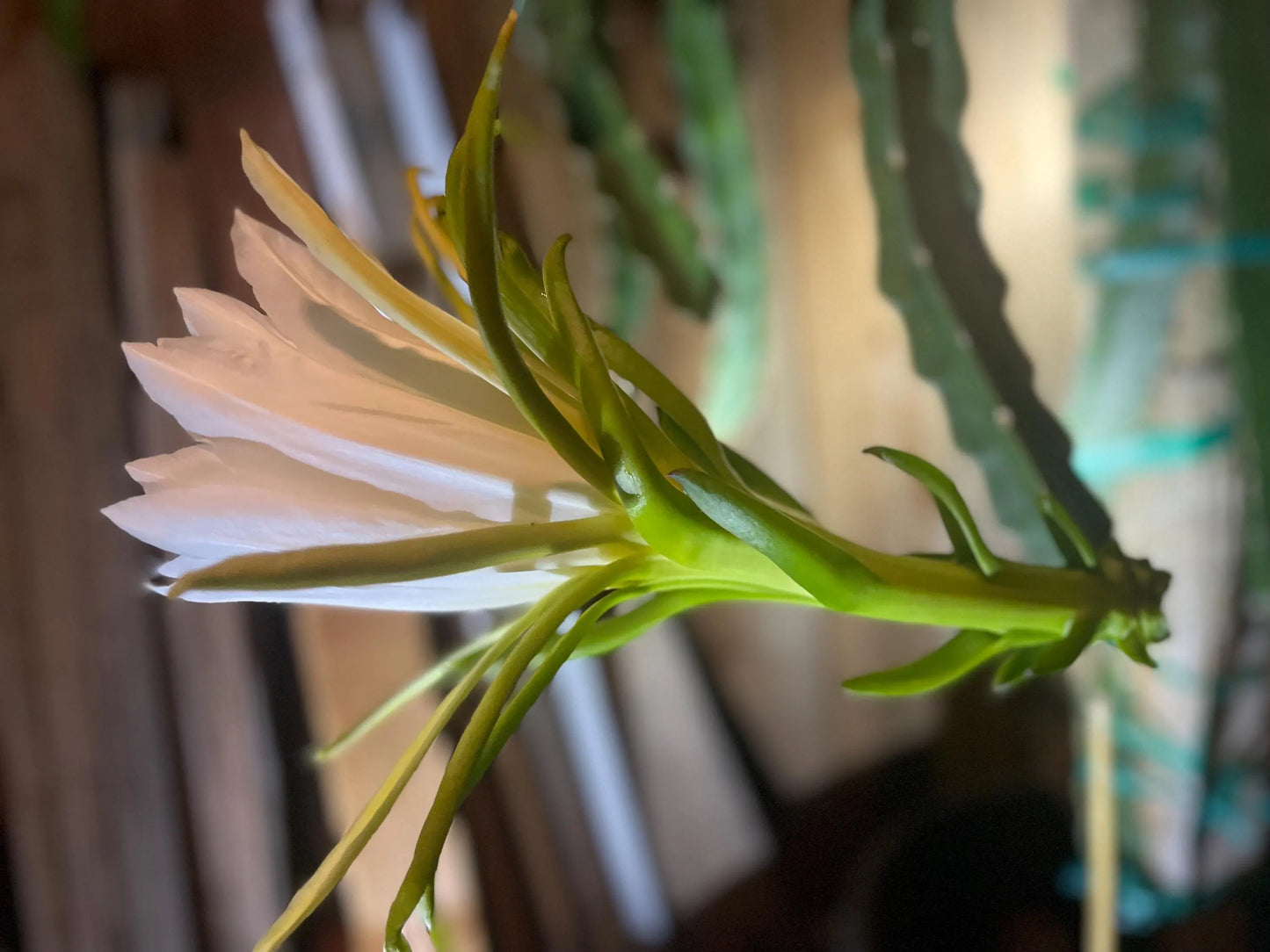 Maui Dragon Dragon Fruit live cuttings 12" long