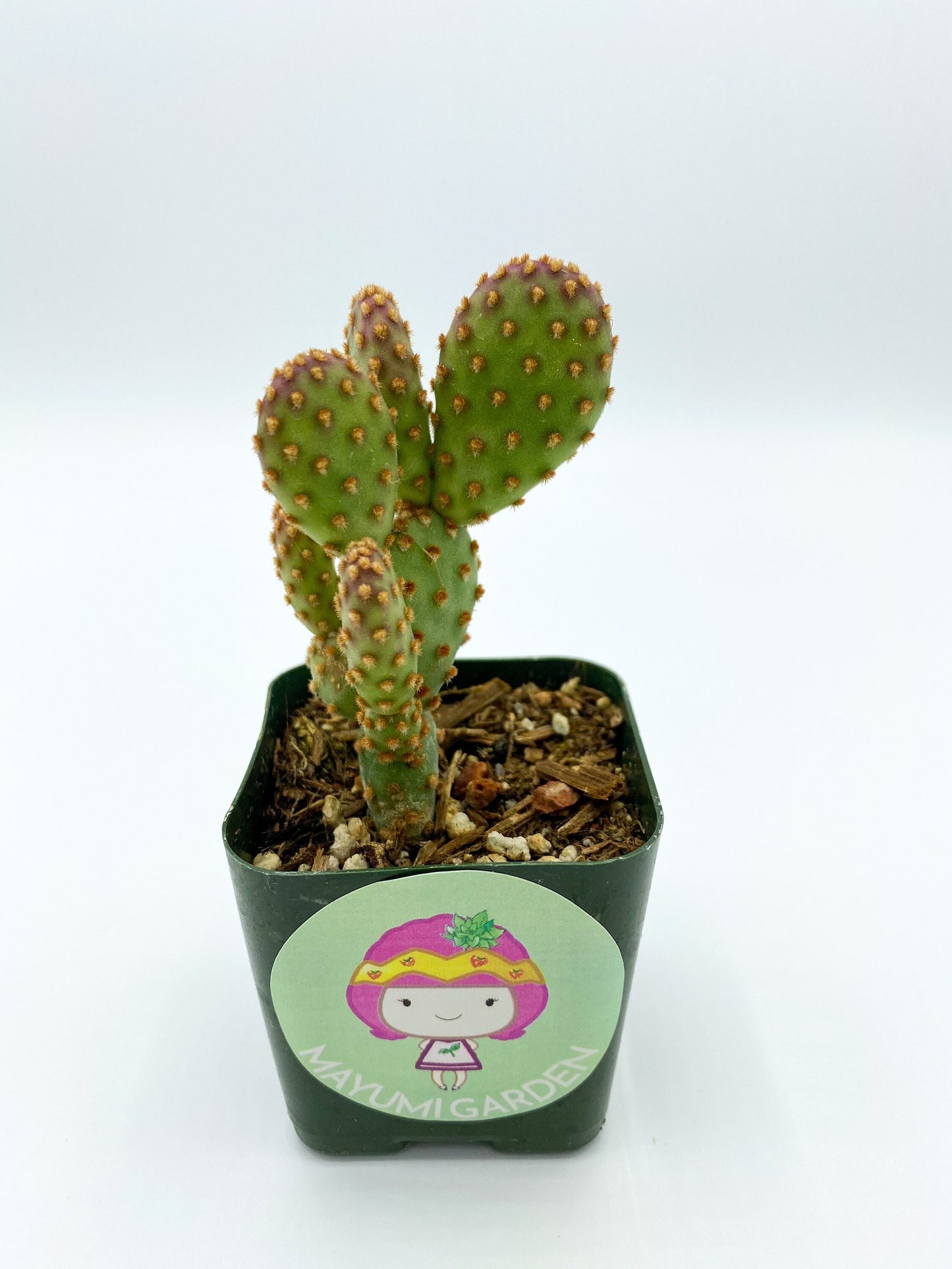 Opuntia rufida minima ‘Monstrose’, cactus, live plant