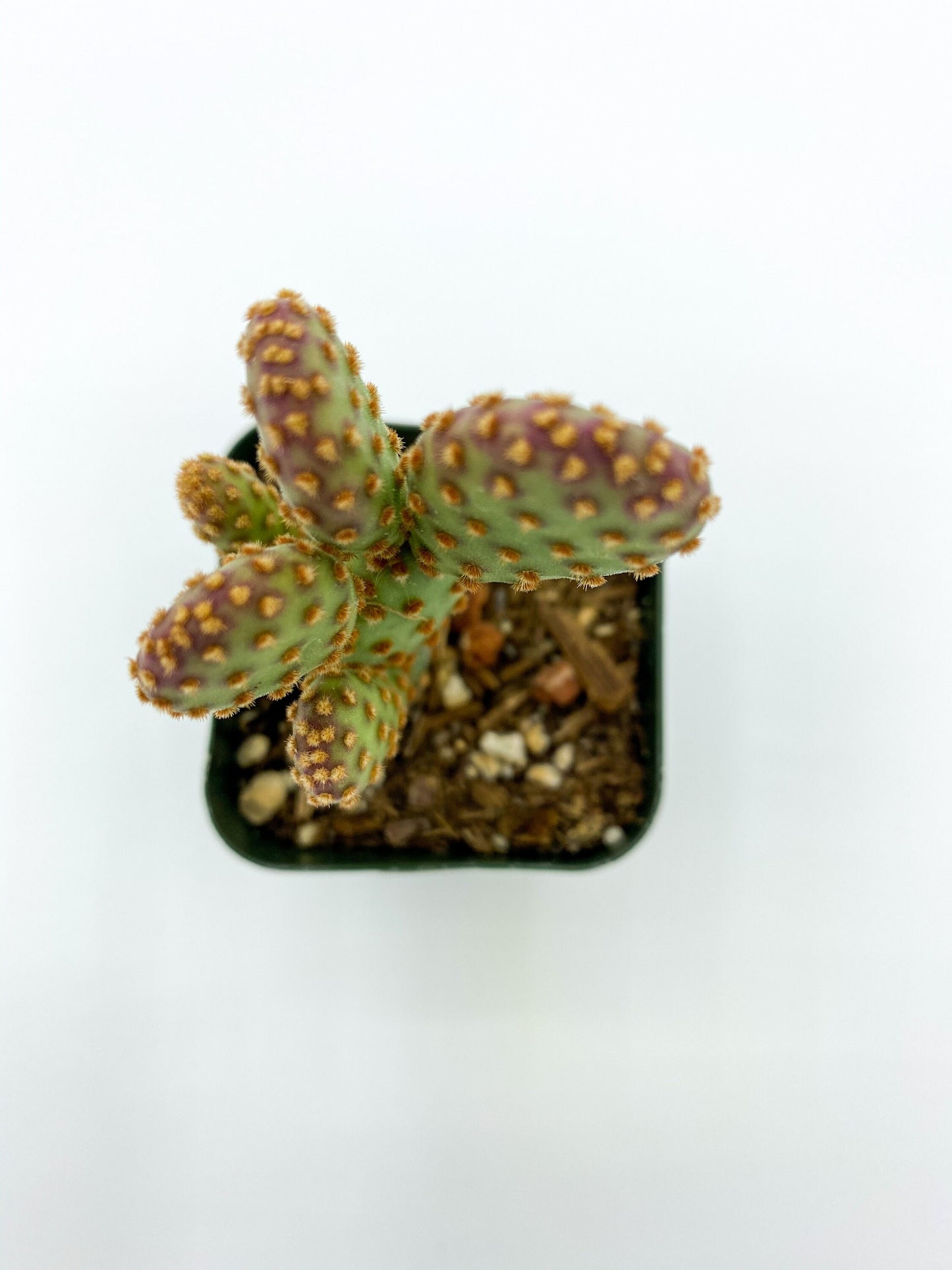Opuntia rufida minima ‘Monstrose’, cactus, live plant