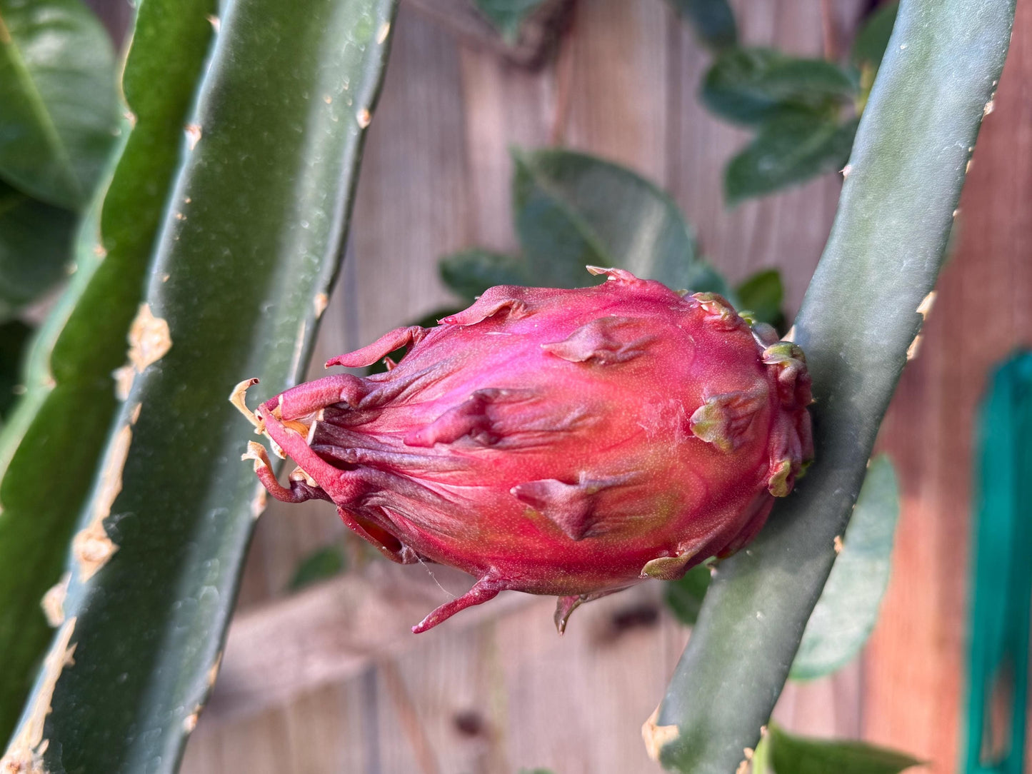 Neon Dragon Fruit live cuttings (12")