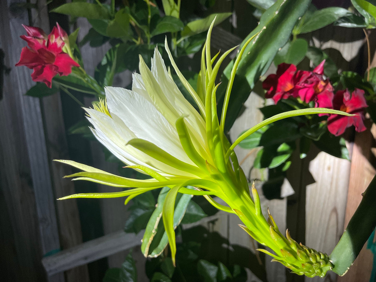 Neon Dragon Fruit live cuttings (12")