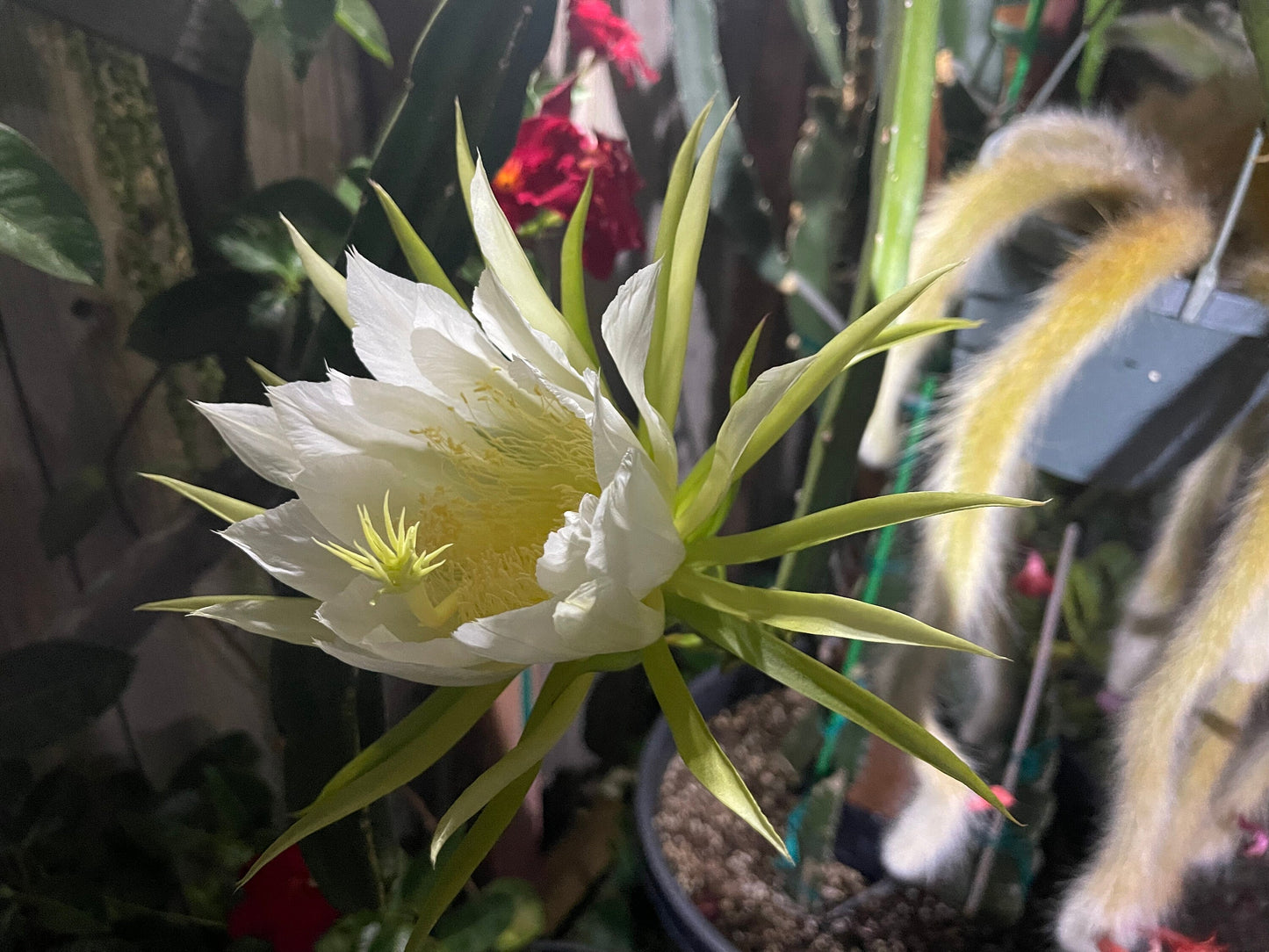 Neon Dragon Fruit live cuttings (12")