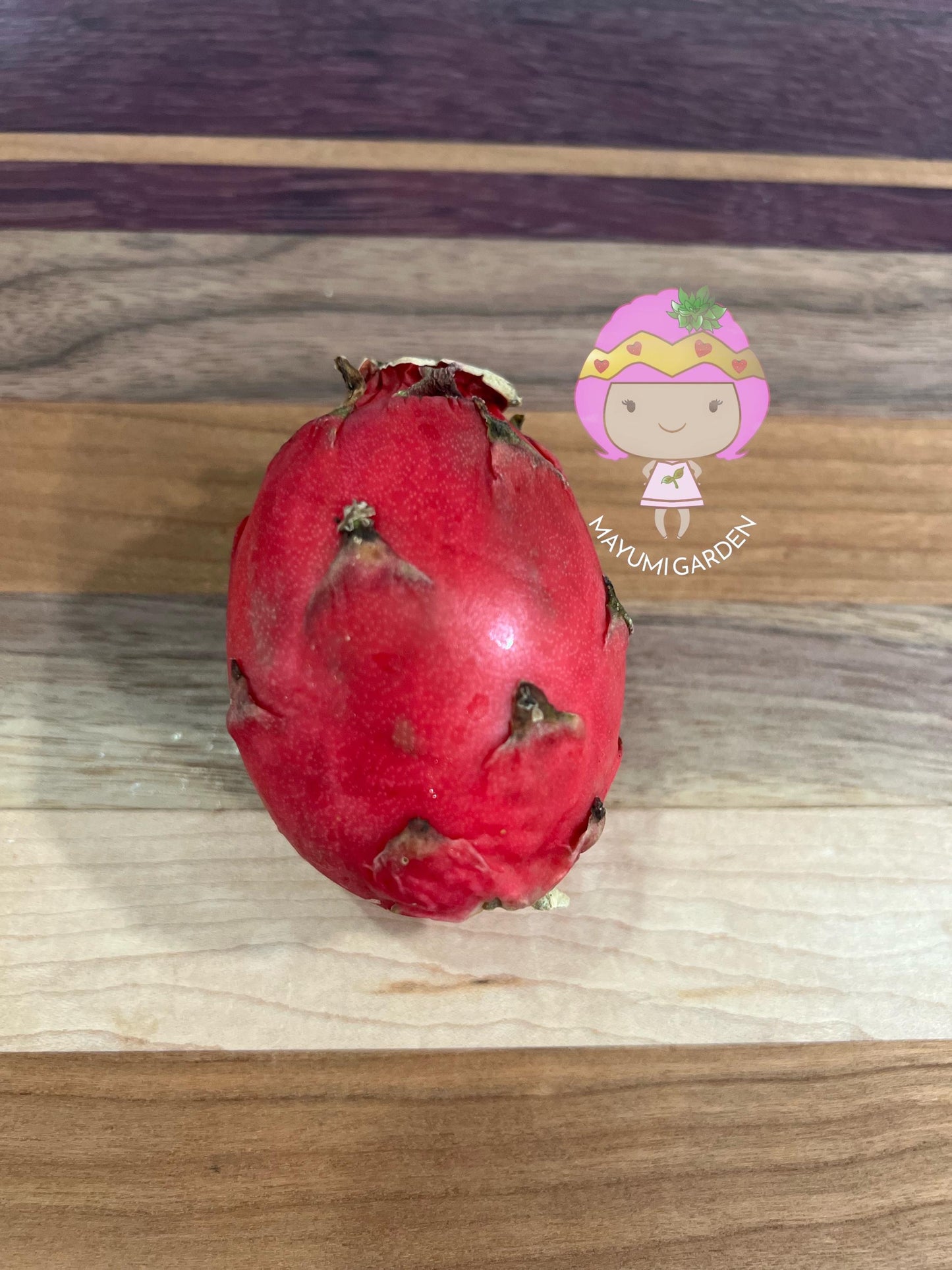 Neon Dragon Fruit live cuttings (12")