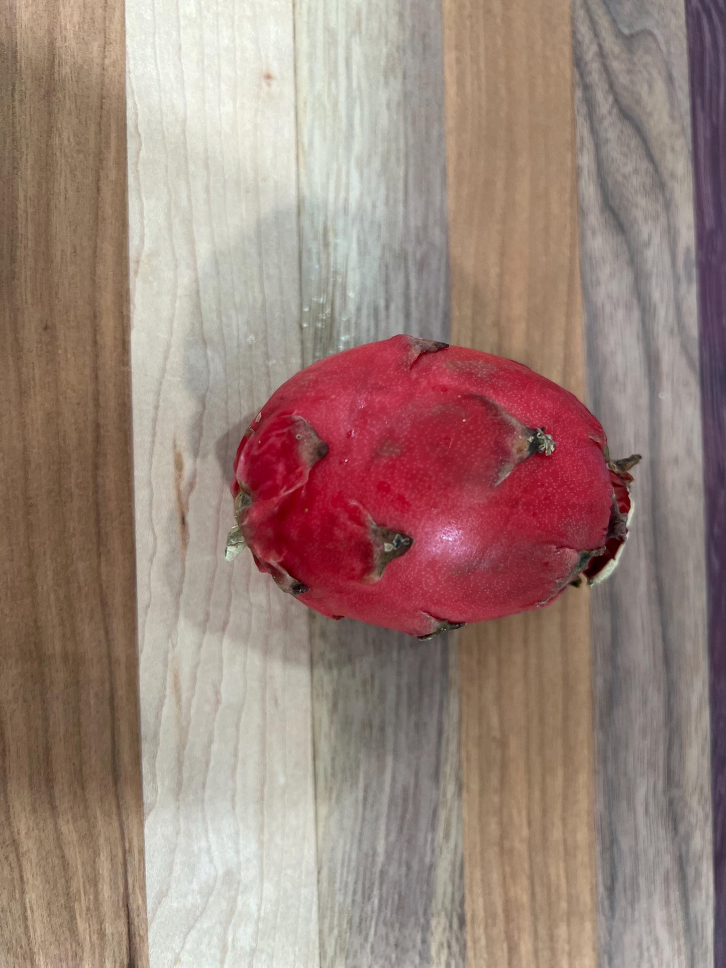 Neon Dragon Fruit live cuttings (12")
