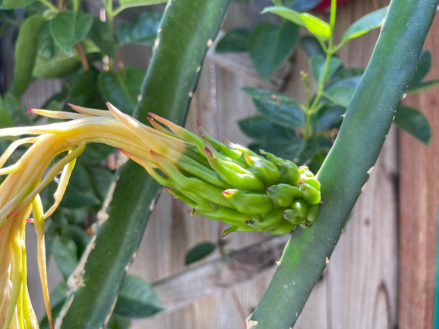 Neon Dragon Fruit live cuttings (12")
