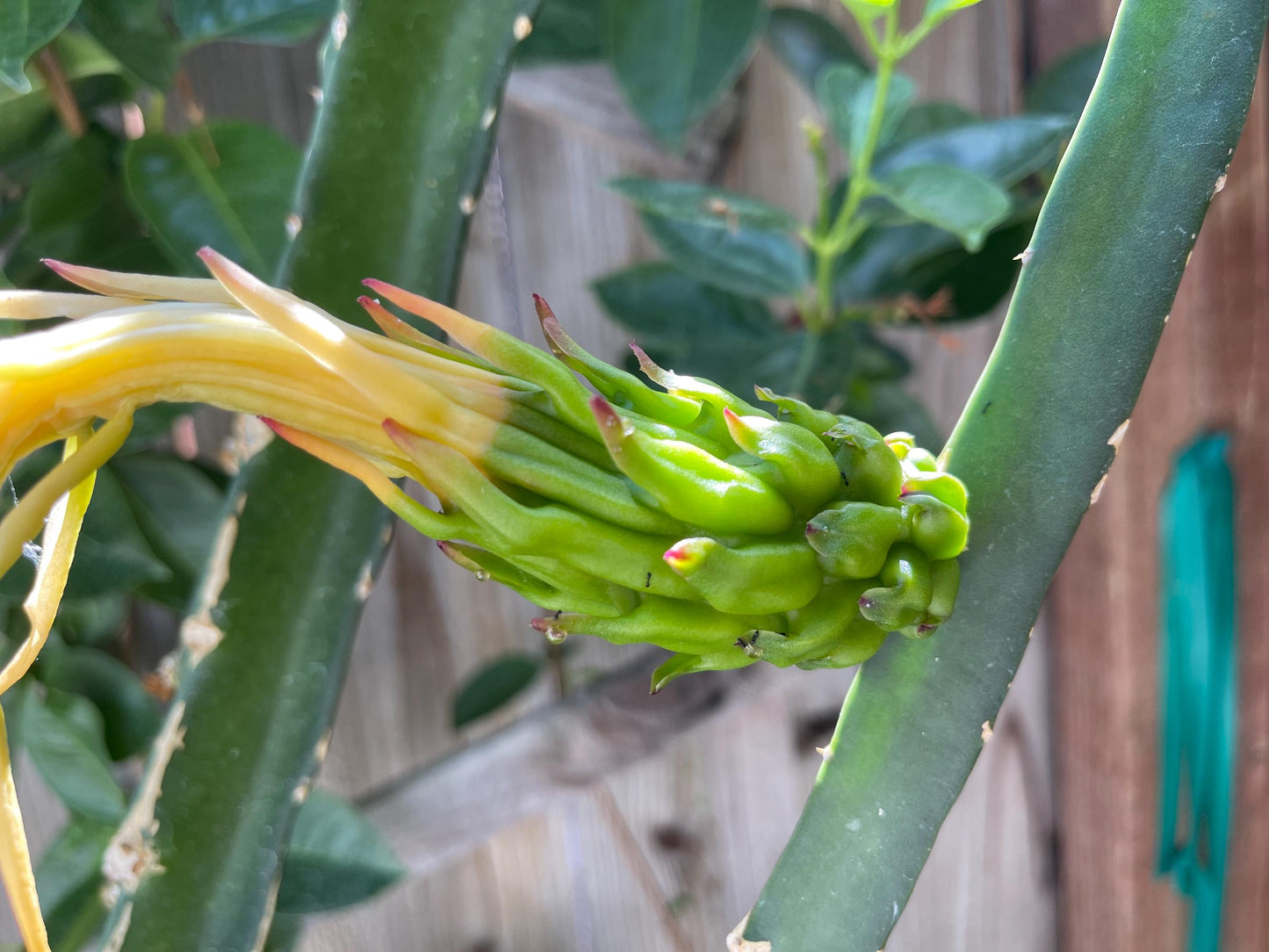 Neon Dragon Fruit live cuttings (12")