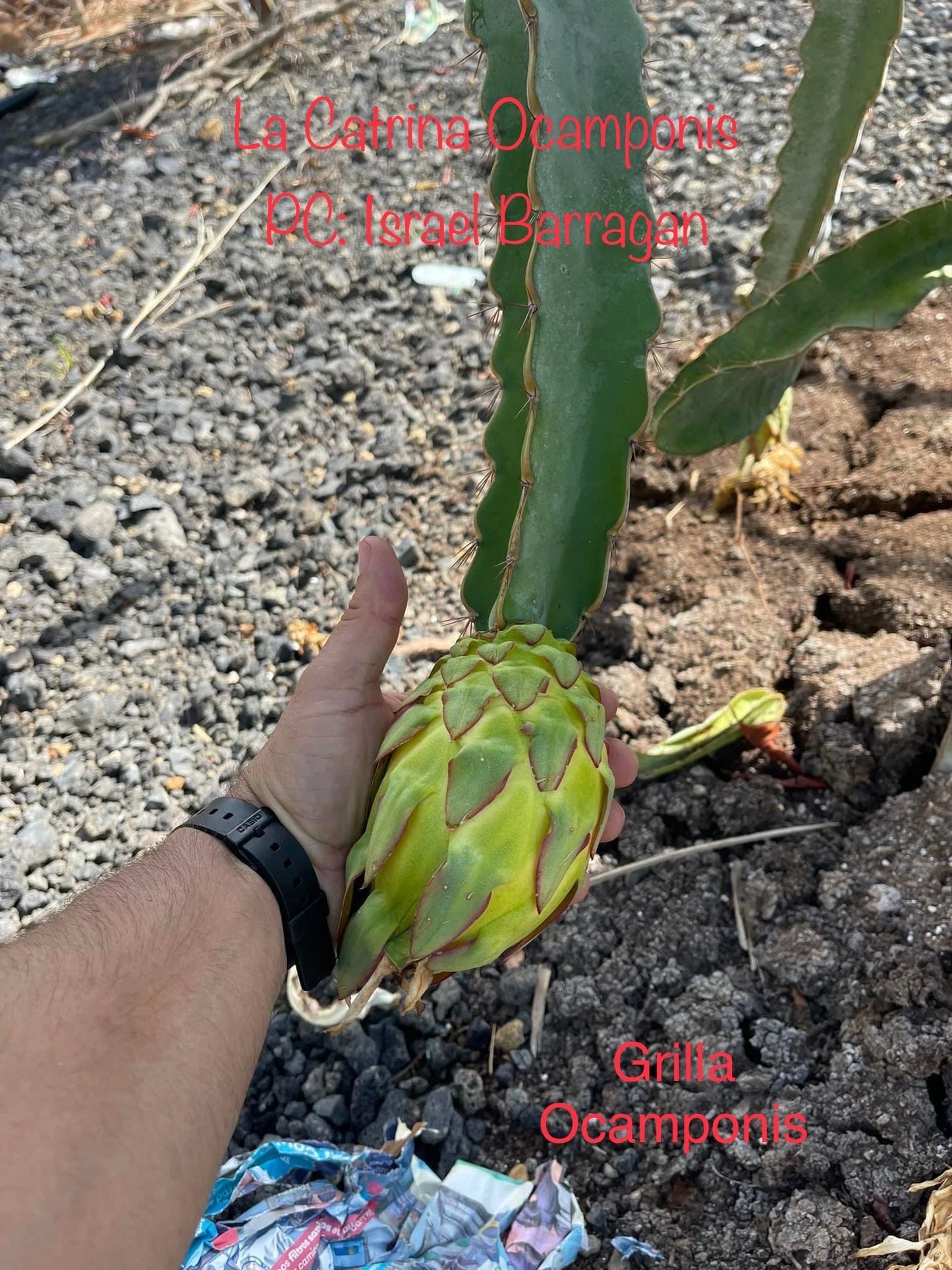 Ocamponis Grilla, Albino, Red and Purple cuttings and rooted plants