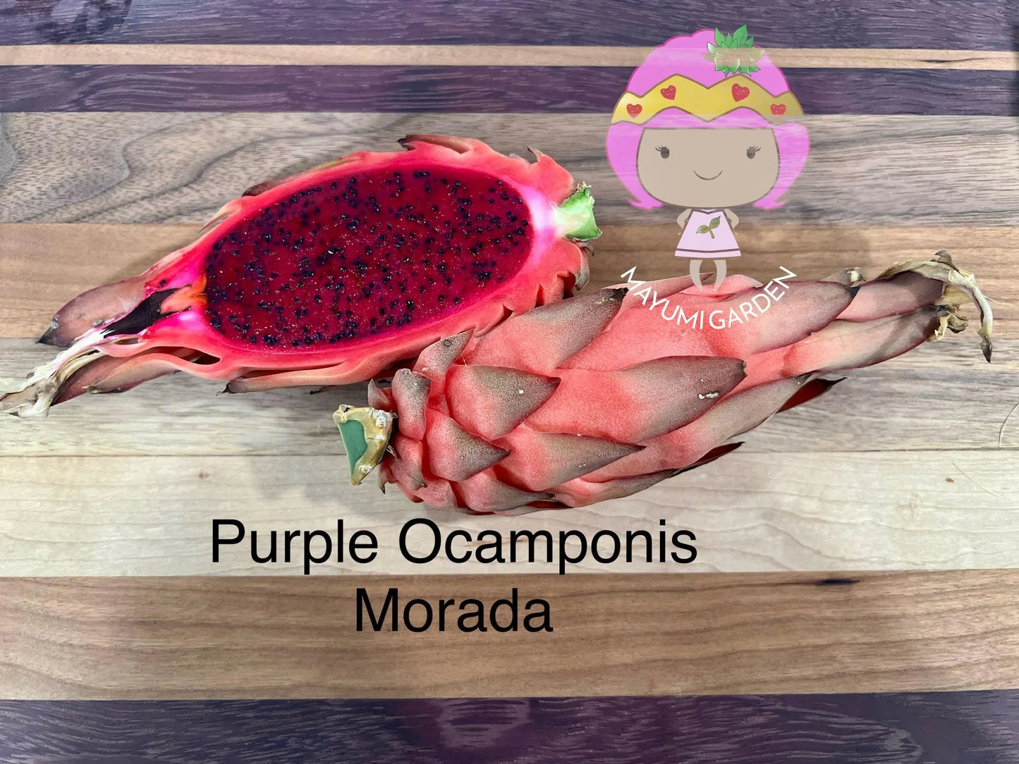 Ocamponis Grilla, Albino, Red and Purple cuttings and rooted plants