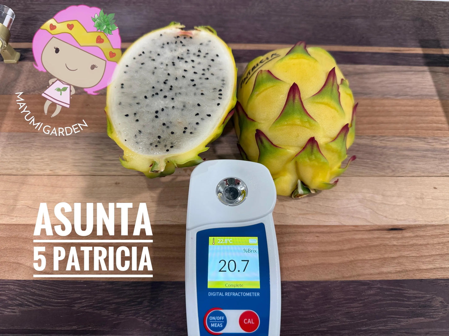 Patricia Asunta 5 Yellow Dragon Fruit live cuttings 12"