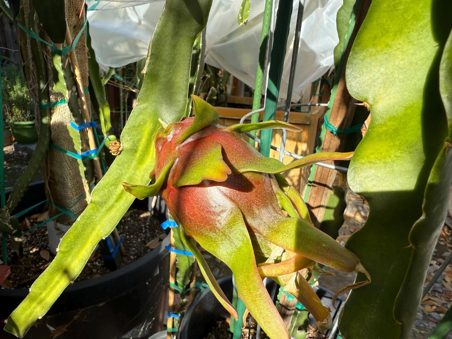 Physical Graffiti Dragon Fruit live plants and cuttings