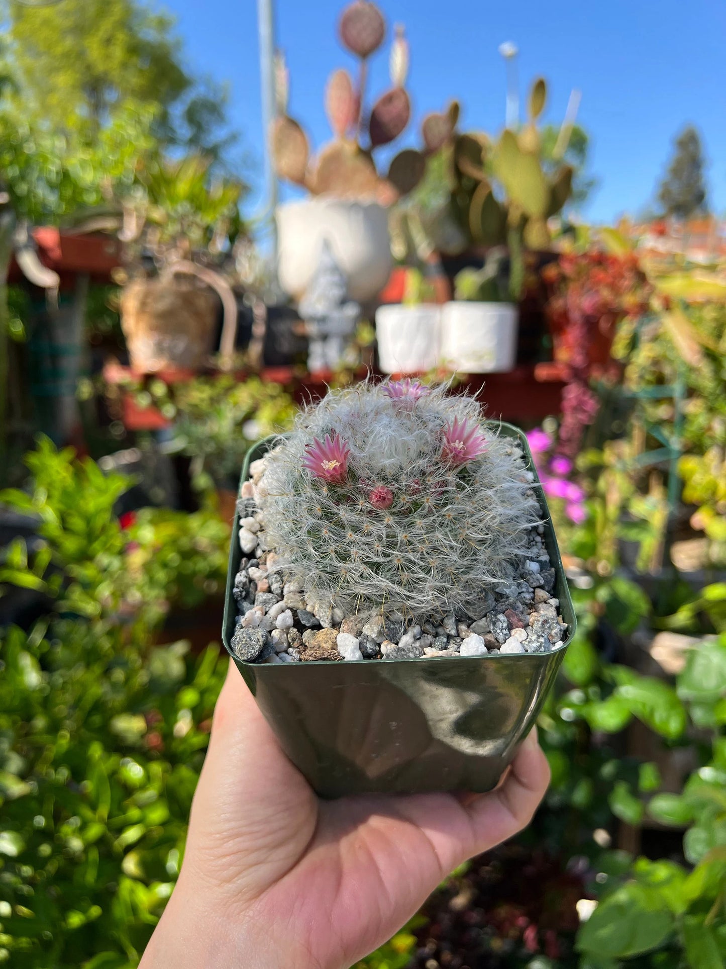 Mammillaria bocasana, ‘Powder Puff’ Cactus, 4-inch pot, Live Plant