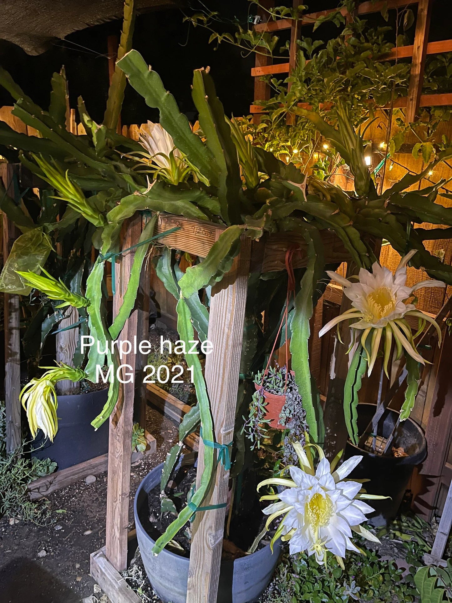 Purple Haze dragon fruit cuttings (12" or longer) and rooted plants