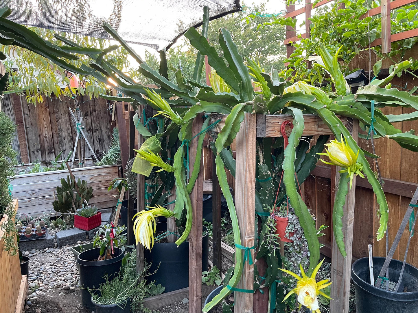 Purple Haze dragon fruit cuttings (12" or longer) and rooted plants