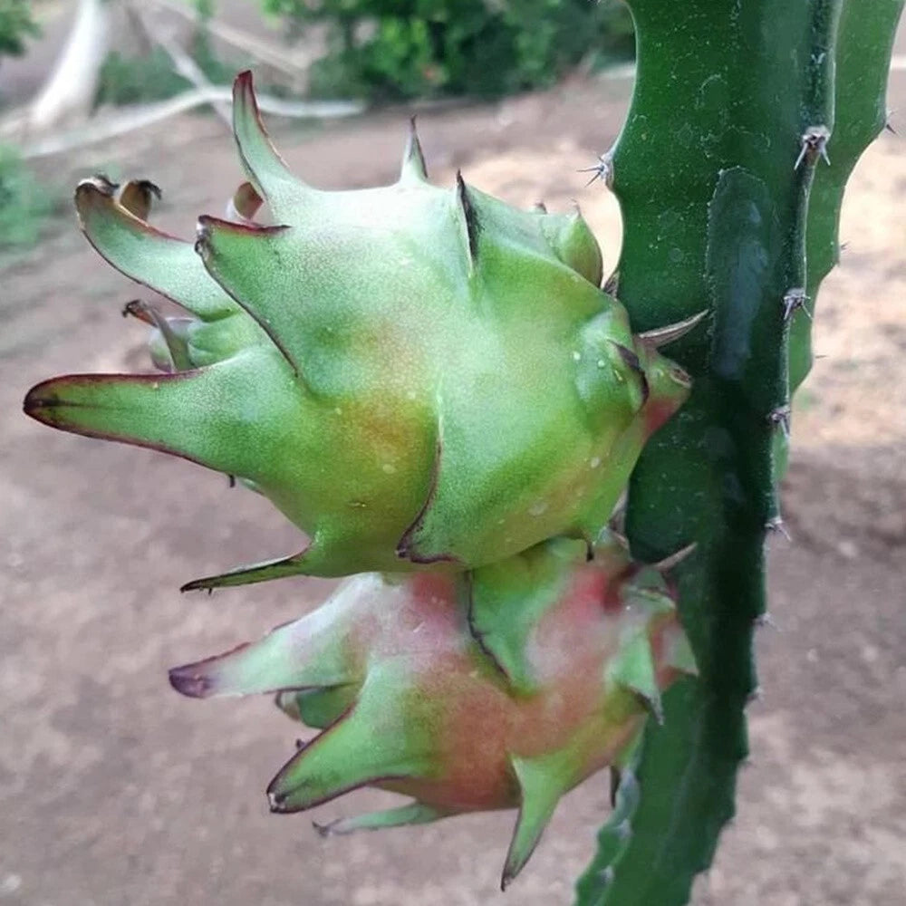 Rainbow Dragon Fruit live cutting 12"