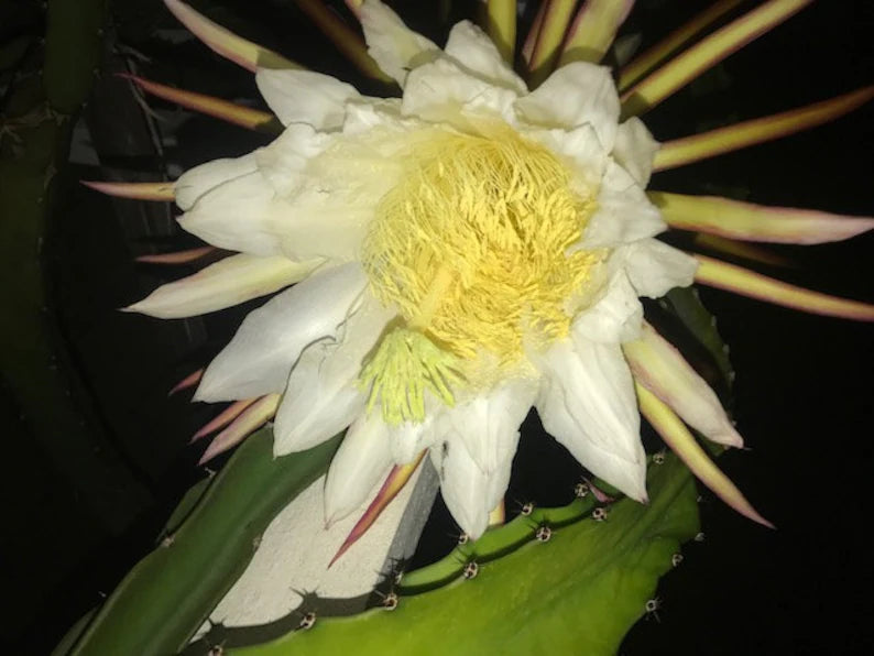 Rainbow Dragon Fruit live cutting 12"