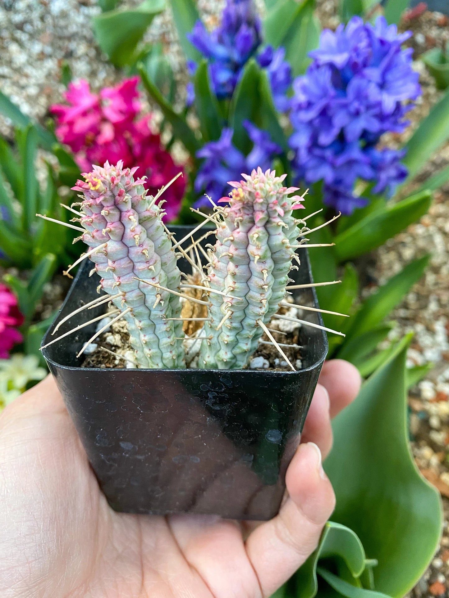 Euphorbia mammillaris ‘Corncob Cactus’, Live Plant, 2-inch Pot