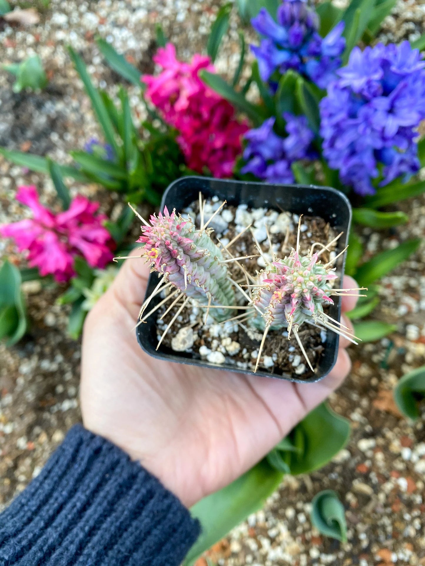 Euphorbia mammillaris ‘Corncob Cactus’, Live Plant, 2-inch Pot