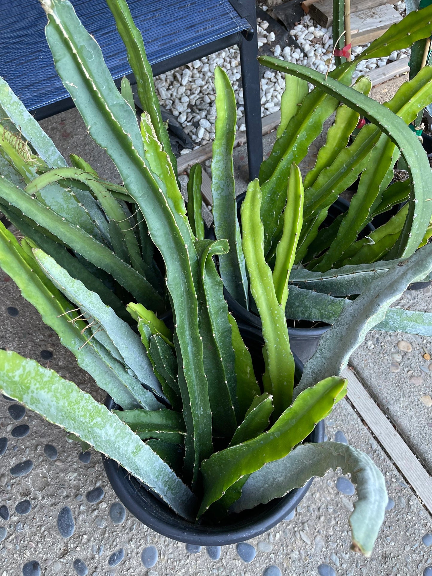 $10 and $12 Special sale various dragon fruit cuttings