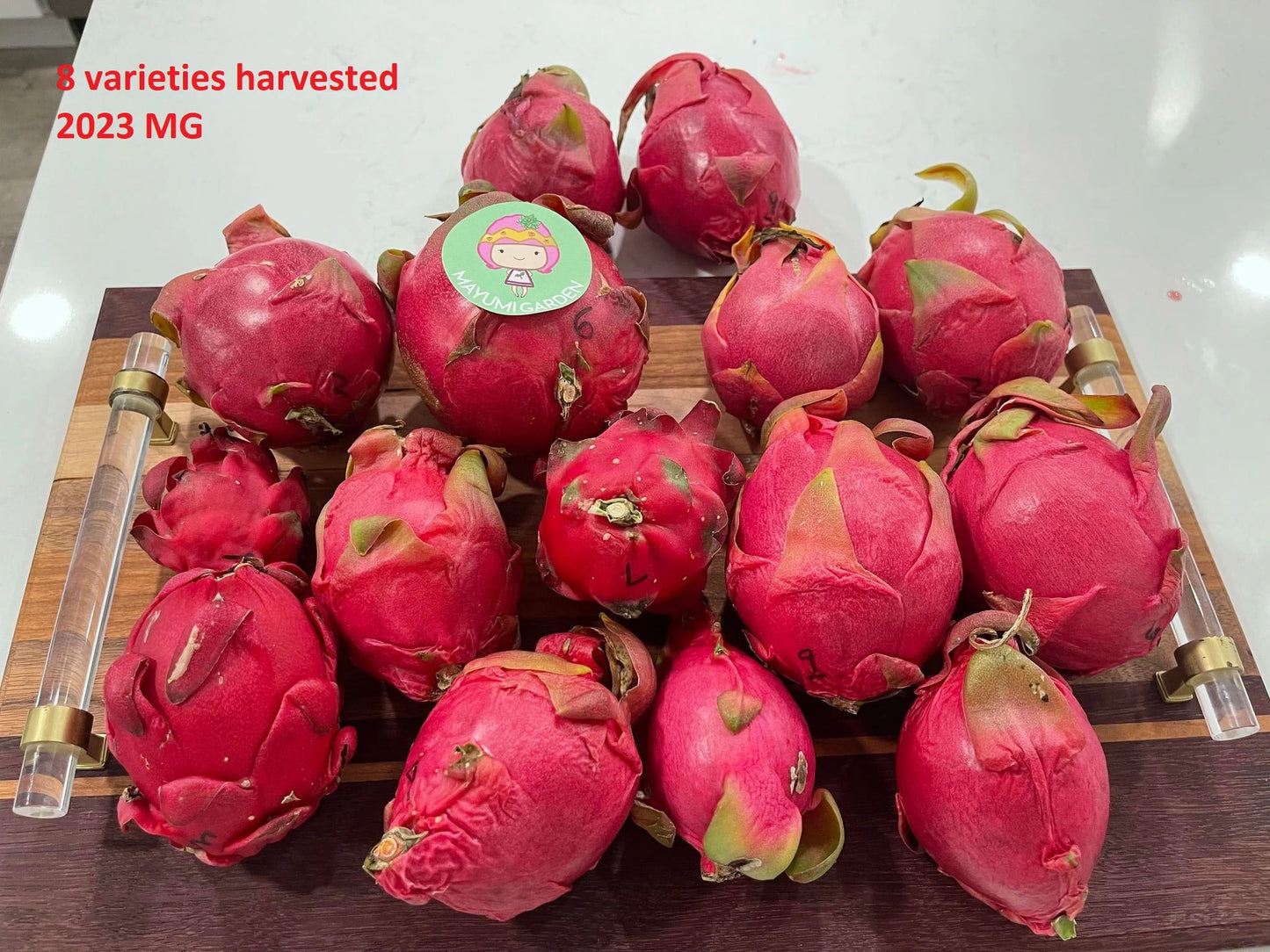 $10 and $12 Special sale various dragon fruit cuttings