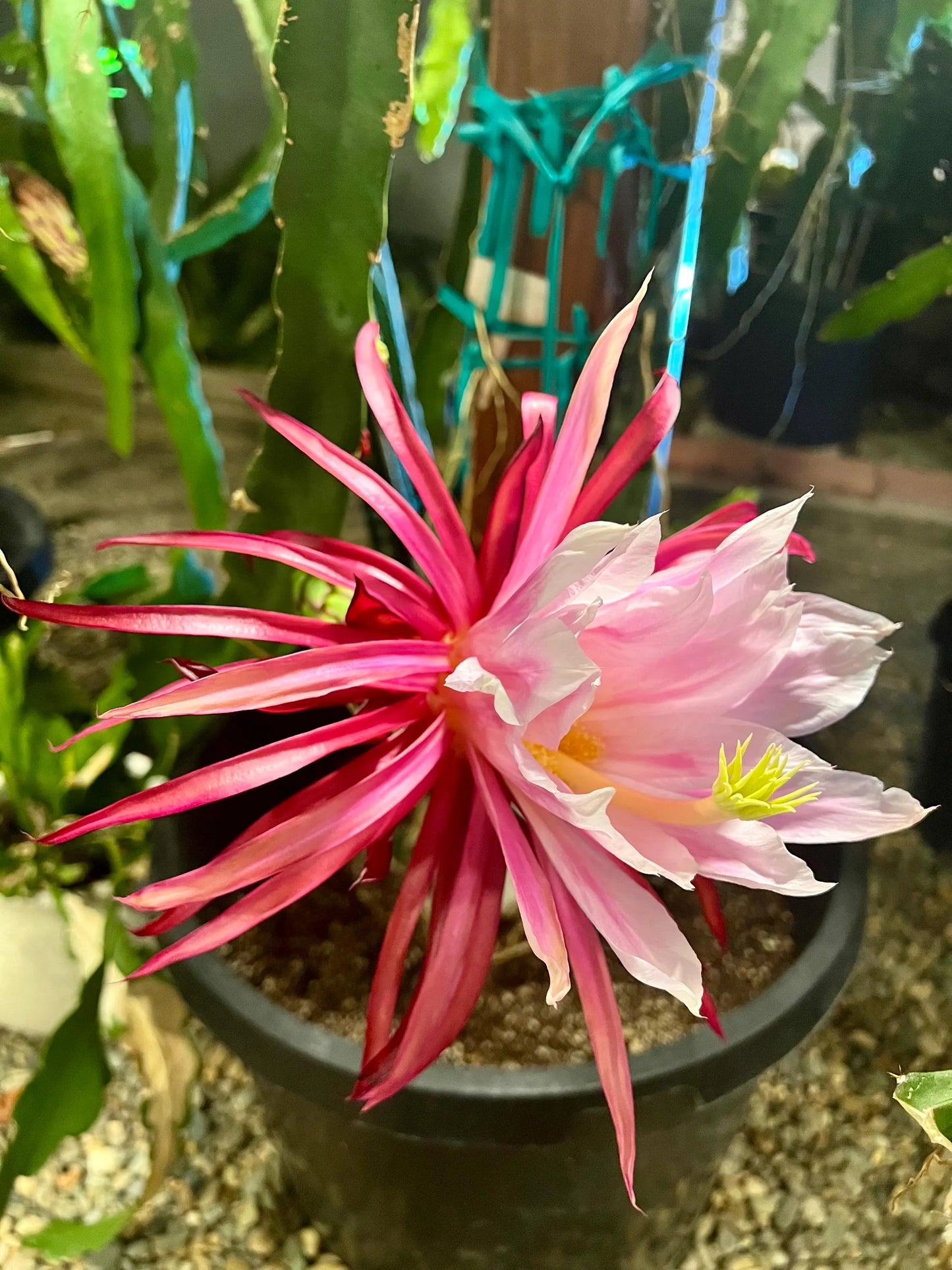 $10 and $12 Special sale various dragon fruit cuttings