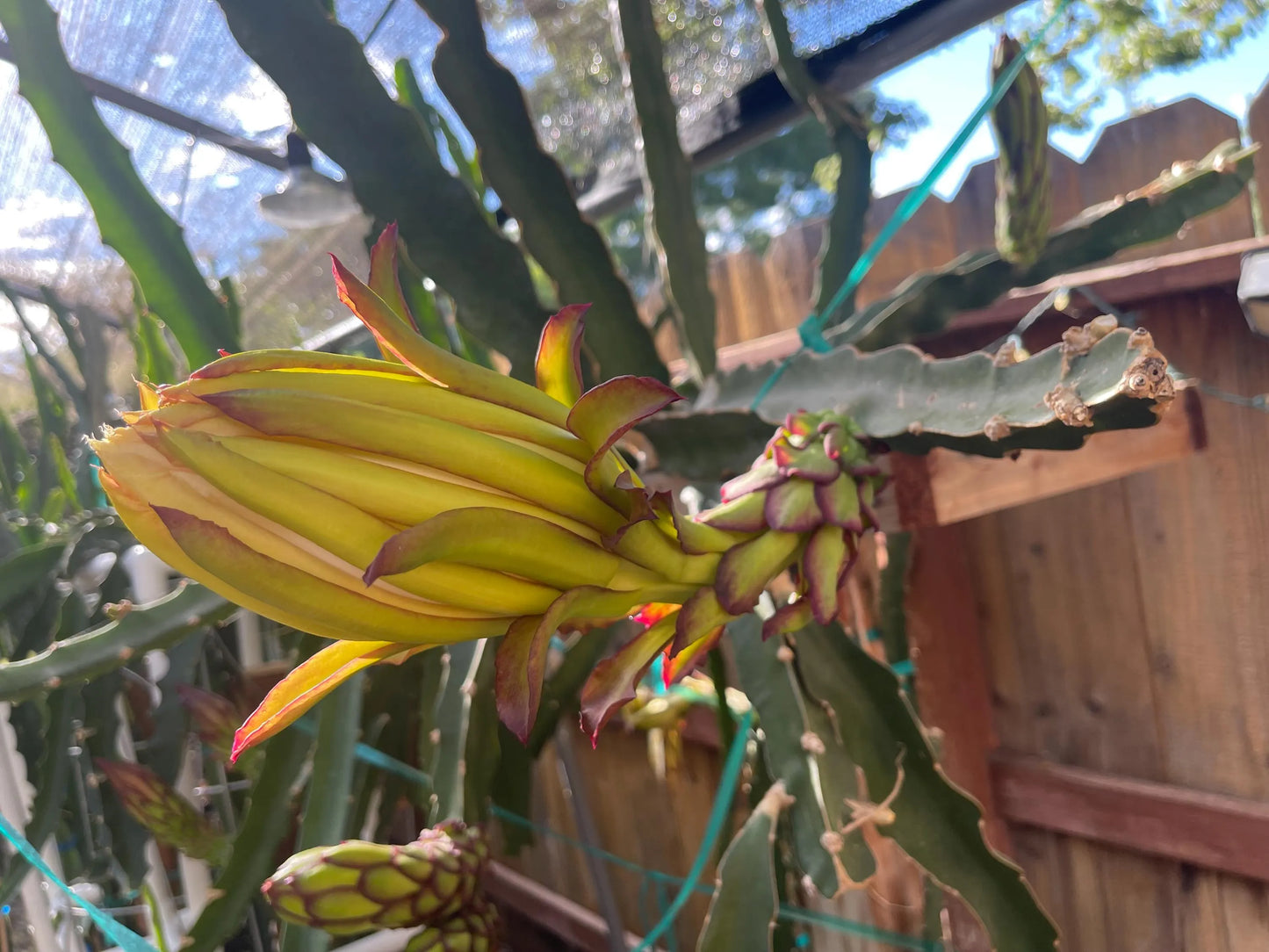 $10 and $12 Special sale various dragon fruit cuttings