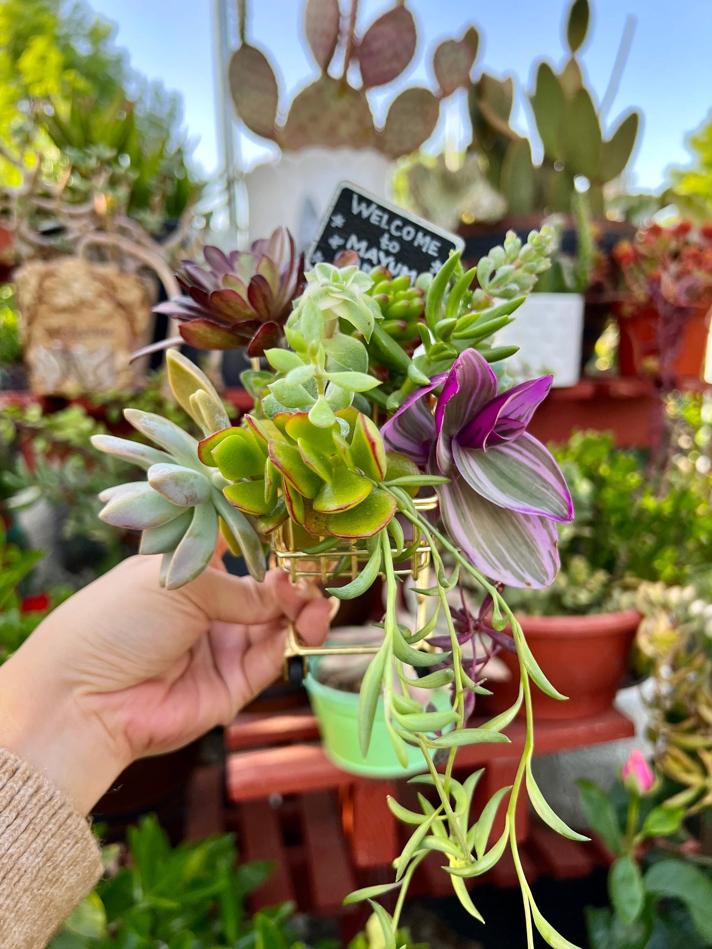 Assorted Succulent Cuttings, Live Plant