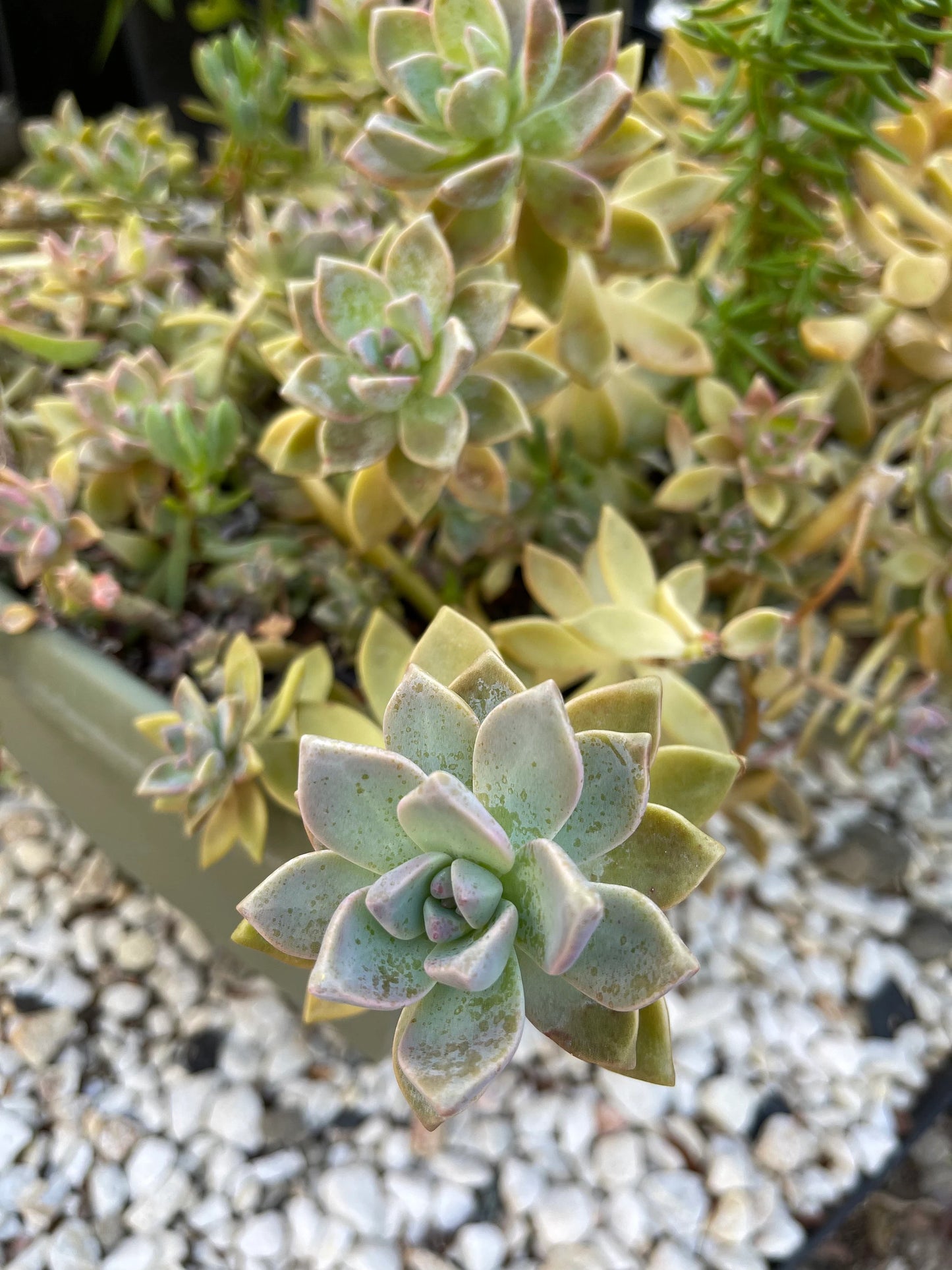 Assorted Succulent Cuttings, Live Plant