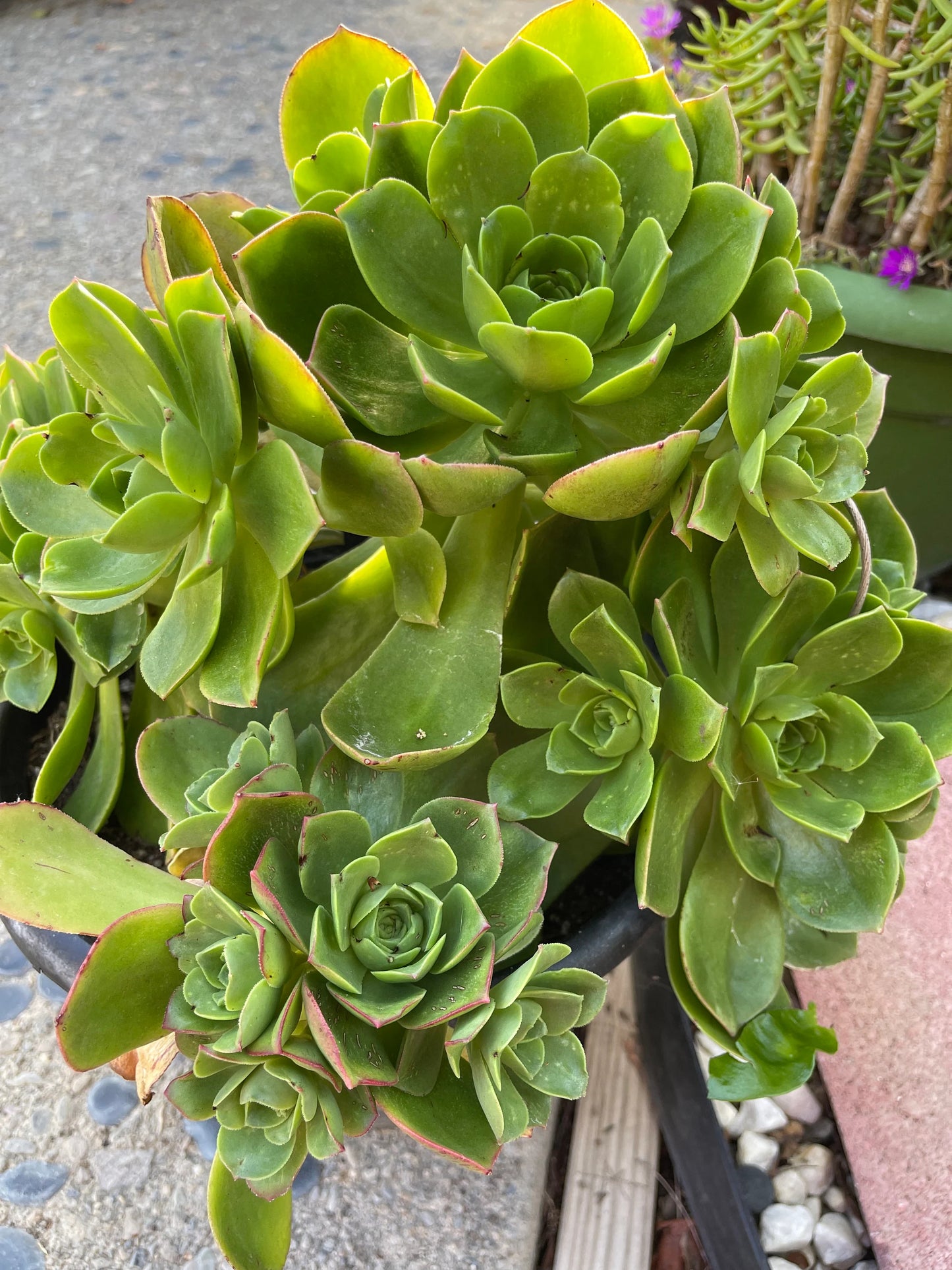 Assorted Succulent Cuttings, Live Plant
