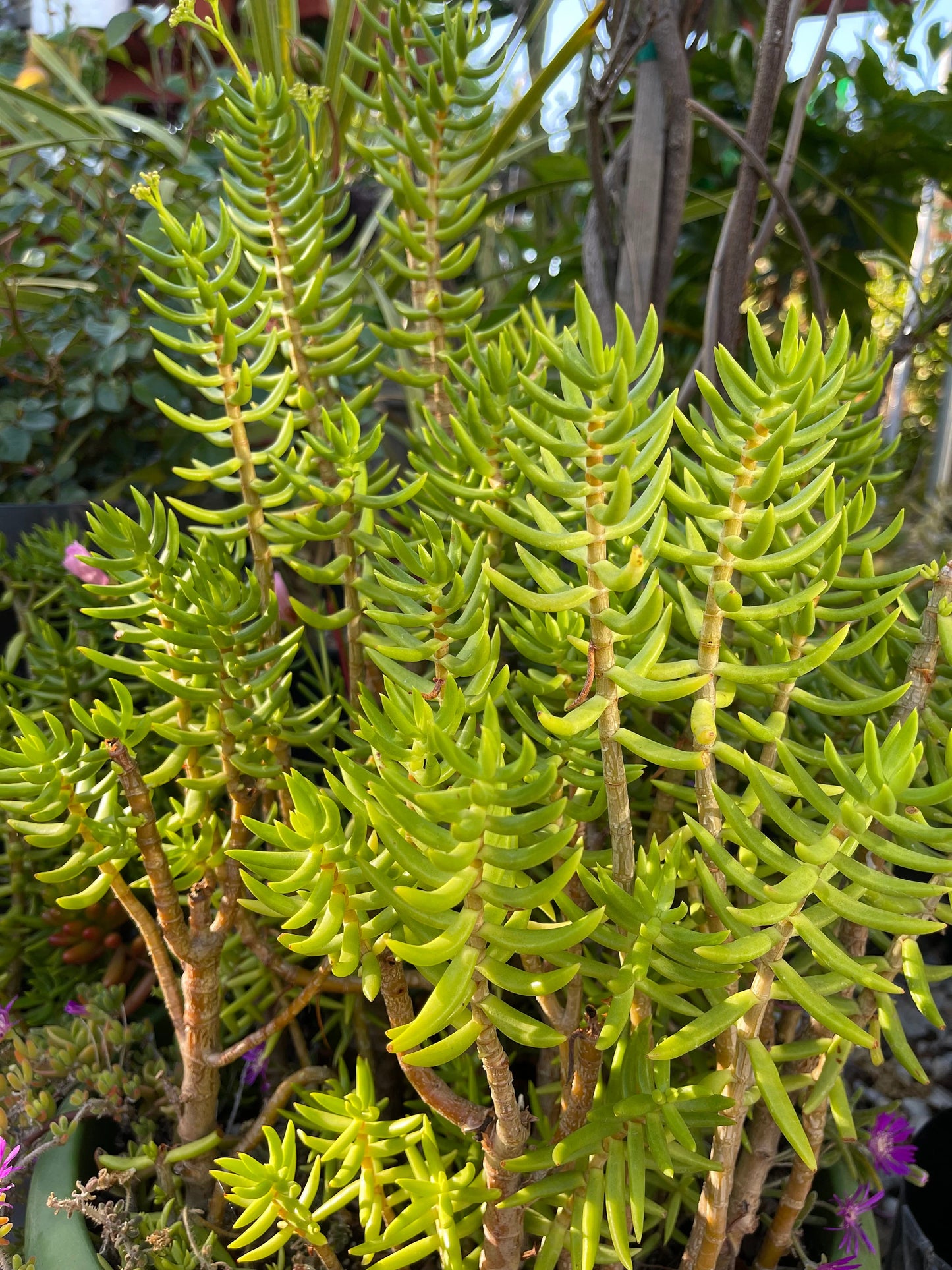 Assorted Succulent Cuttings, Live Plant