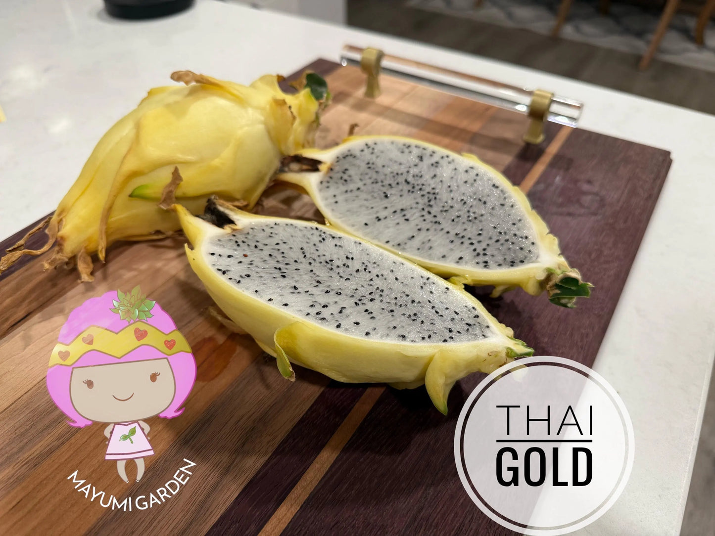 Thai Golden dragon fruit cutting (12") and rooted plant