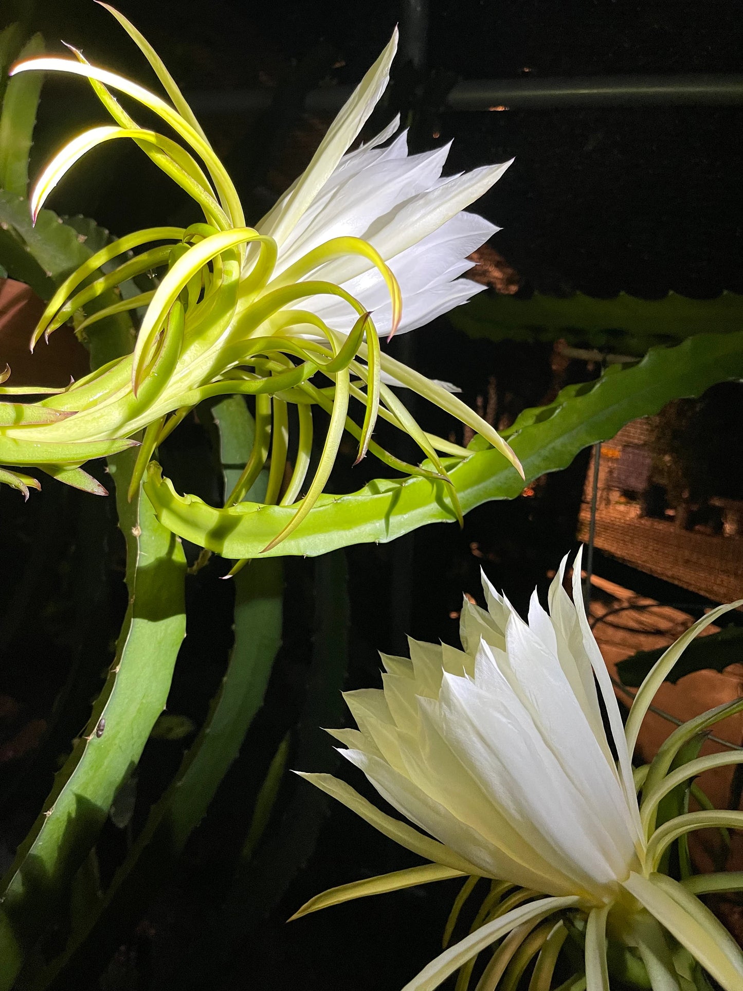 Thai Golden dragon fruit cutting (12") and rooted plant