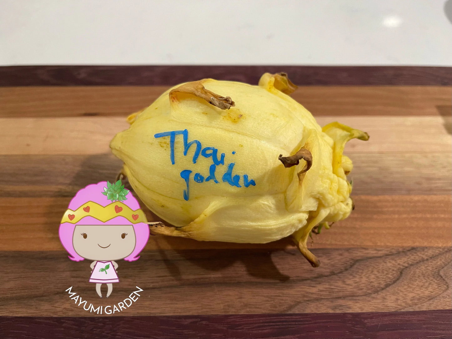 Thai Golden dragon fruit cutting (12") and rooted plant
