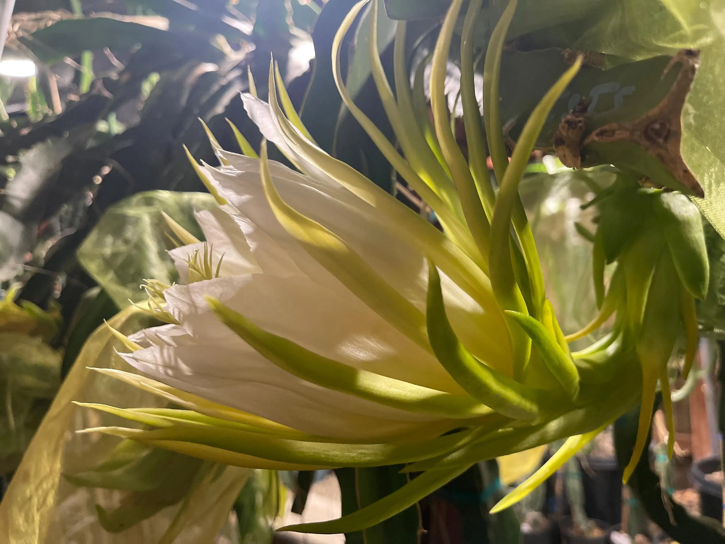 Thai Golden dragon fruit cutting (12") and rooted plant