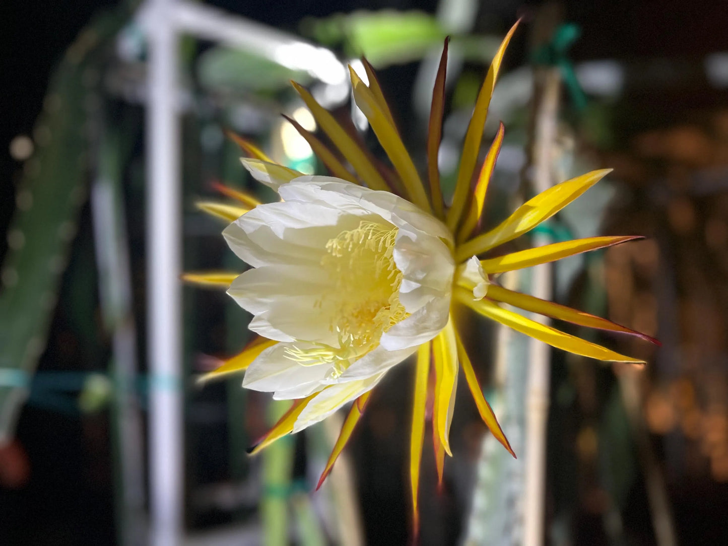 Valdivia Roja Dragon Fruit live plants and cuttings