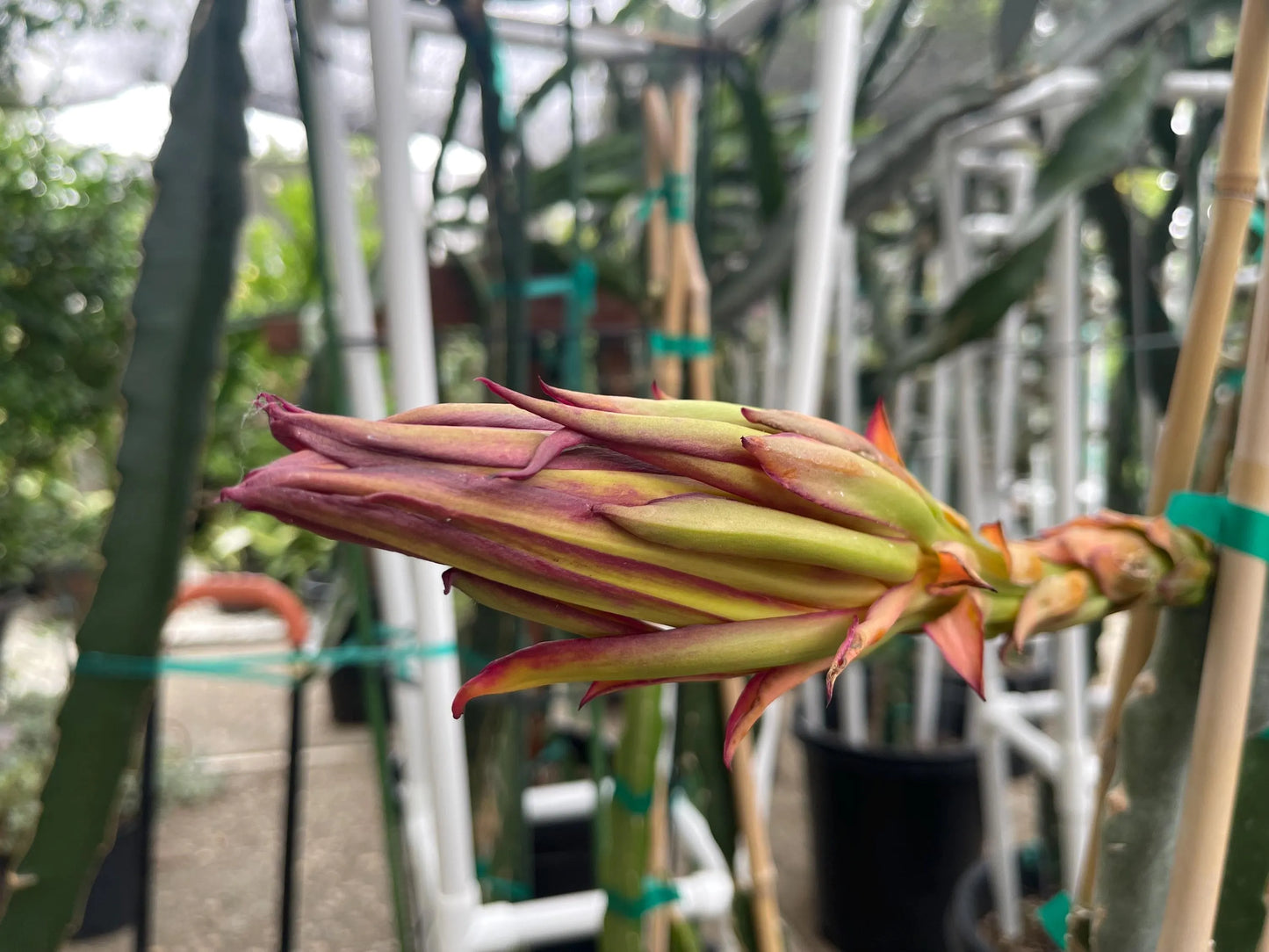 Valdivia Roja Dragon Fruit live plants and cuttings