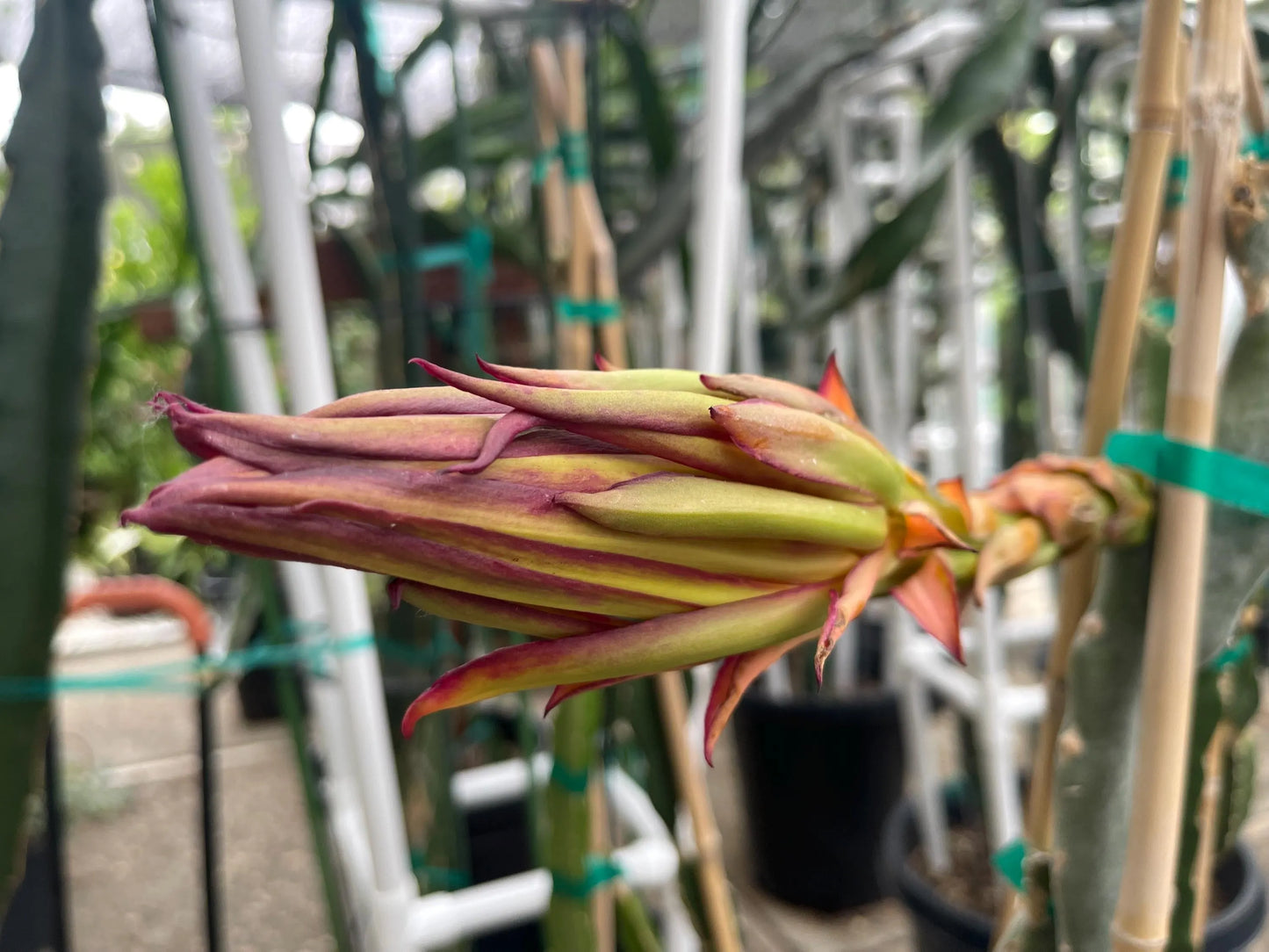 Valdivia Roja Dragon Fruit live plants and cuttings