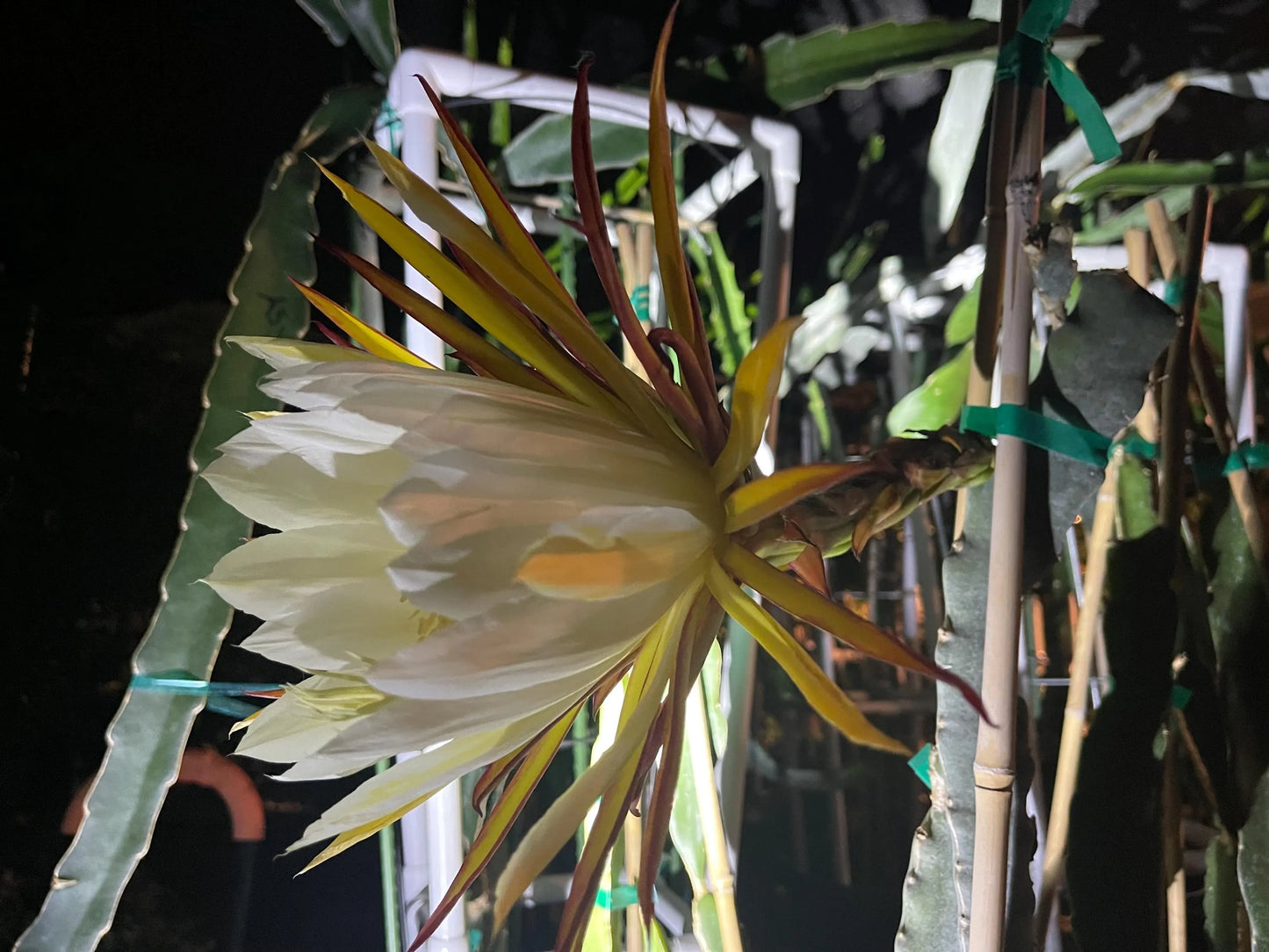 Valdivia Roja Dragon Fruit live plants and cuttings