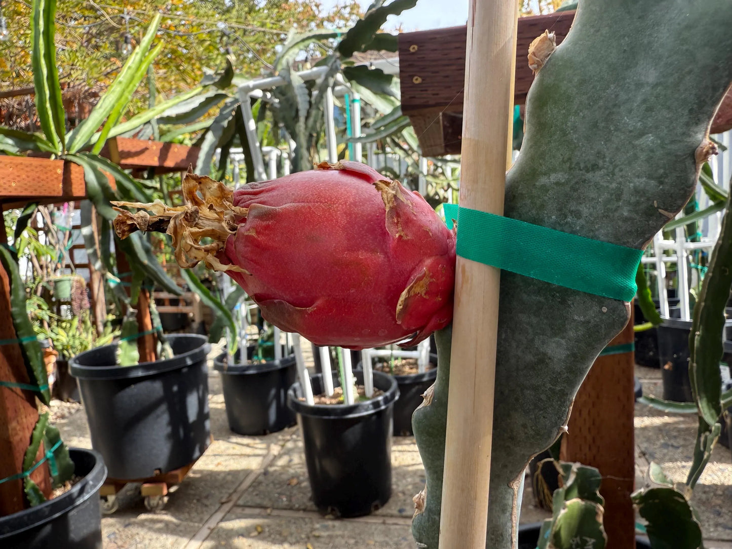 Valdivia Roja Dragon Fruit live plants and cuttings