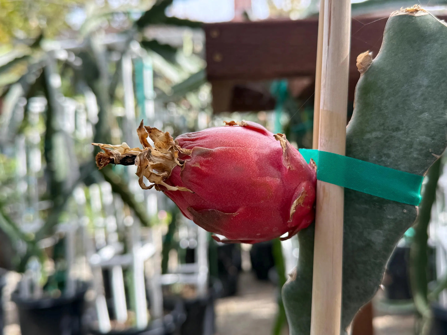 Valdivia Roja Dragon Fruit live plants and cuttings